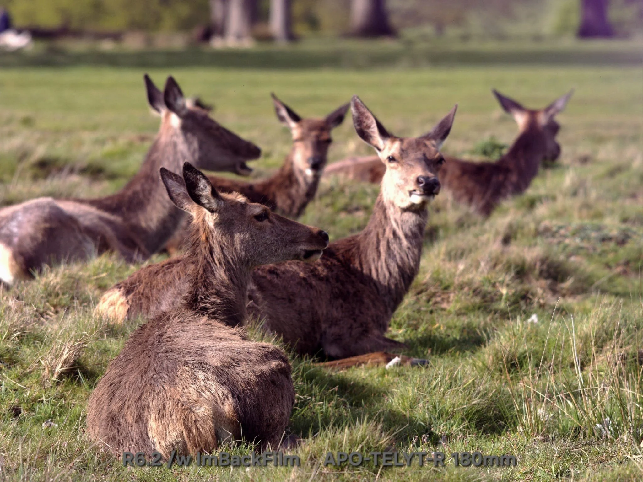 Deers_ImBackFilm_10.jpeg