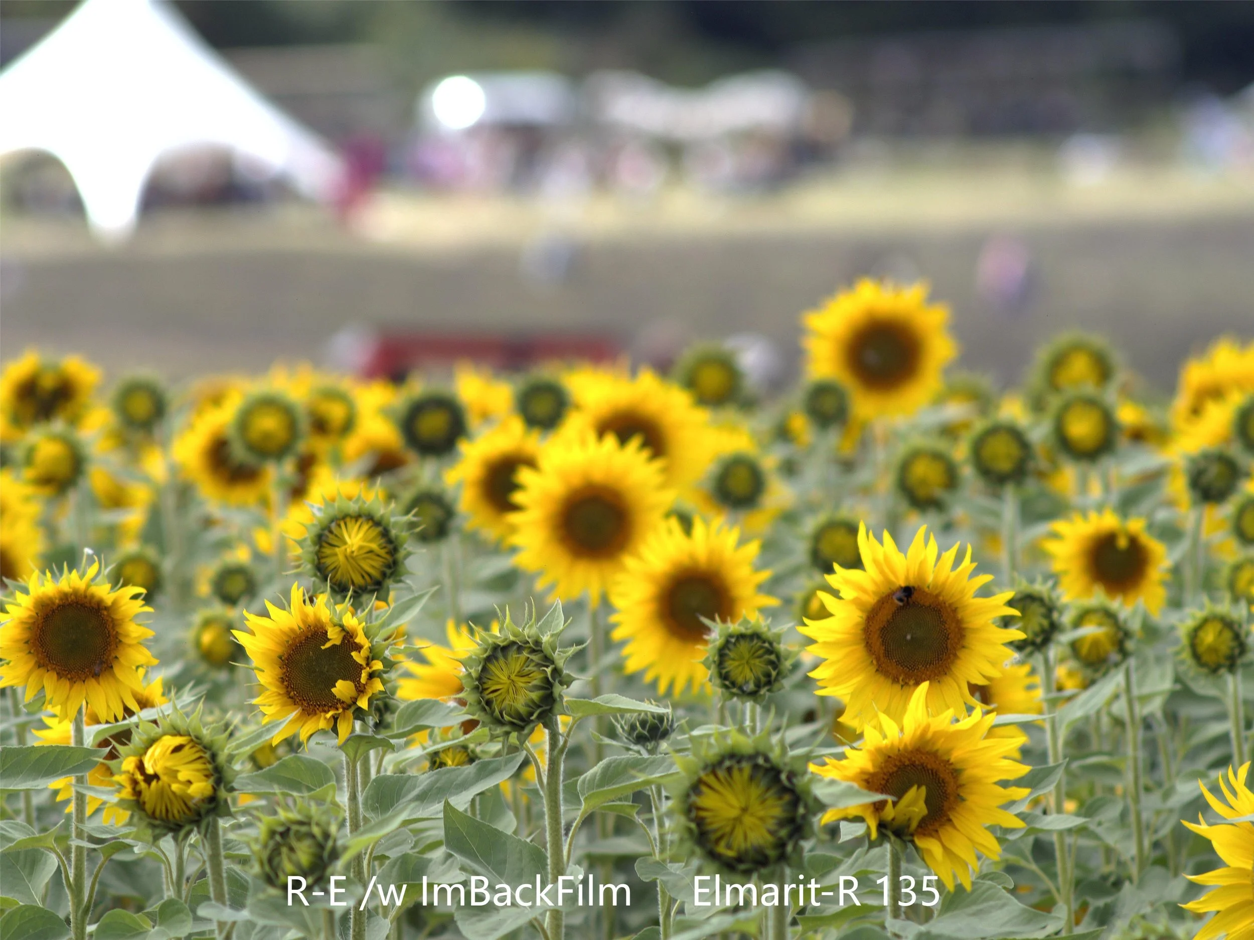 Sunflowers_ImBackFilm_02.JPG