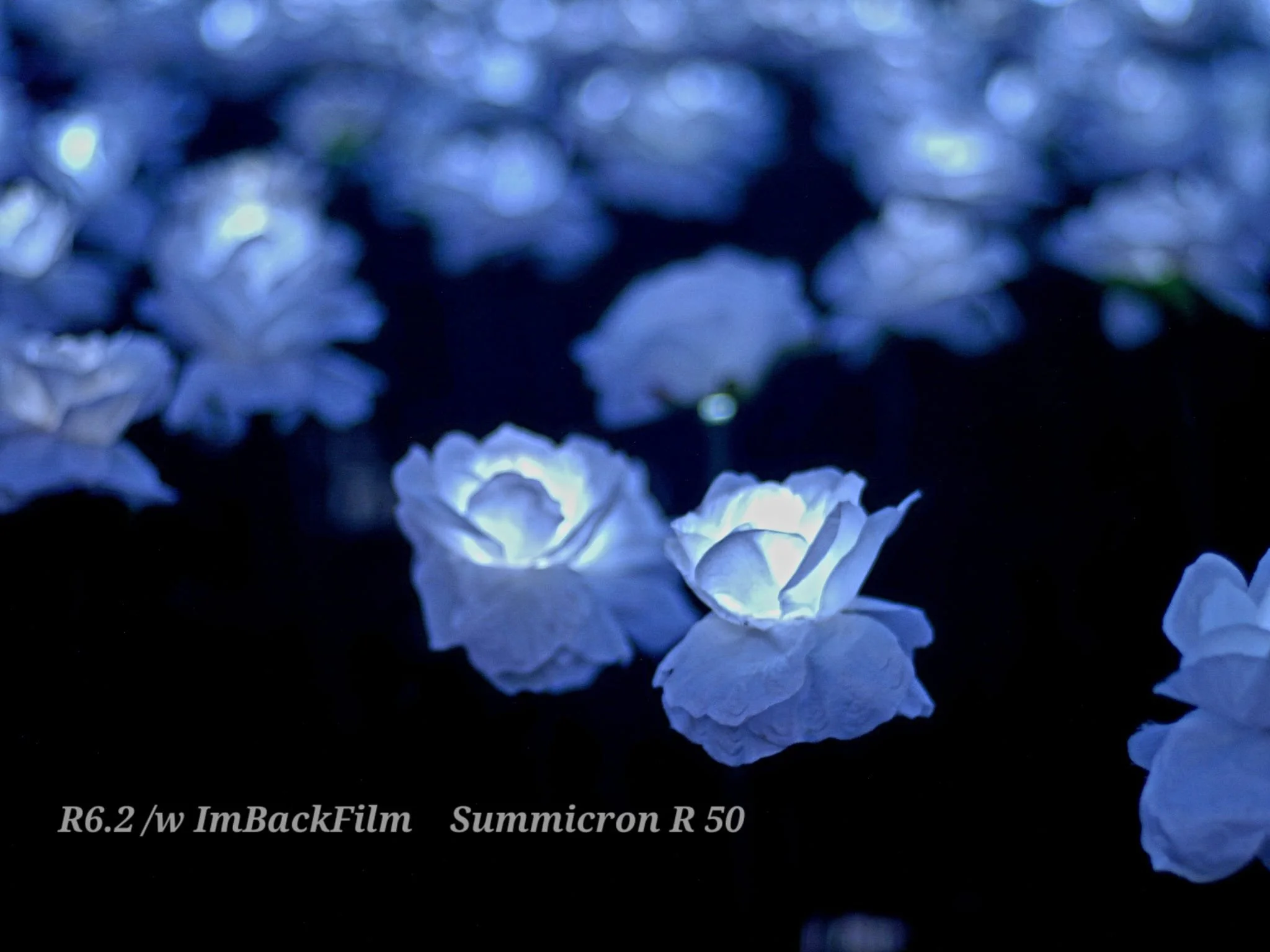 EverAfterGarden_ImBackFilm_01.jpeg