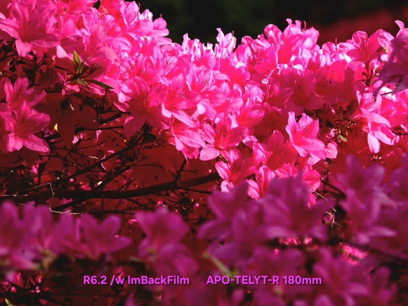 Isabella_Plantation_ImBackFilm_04.jpeg