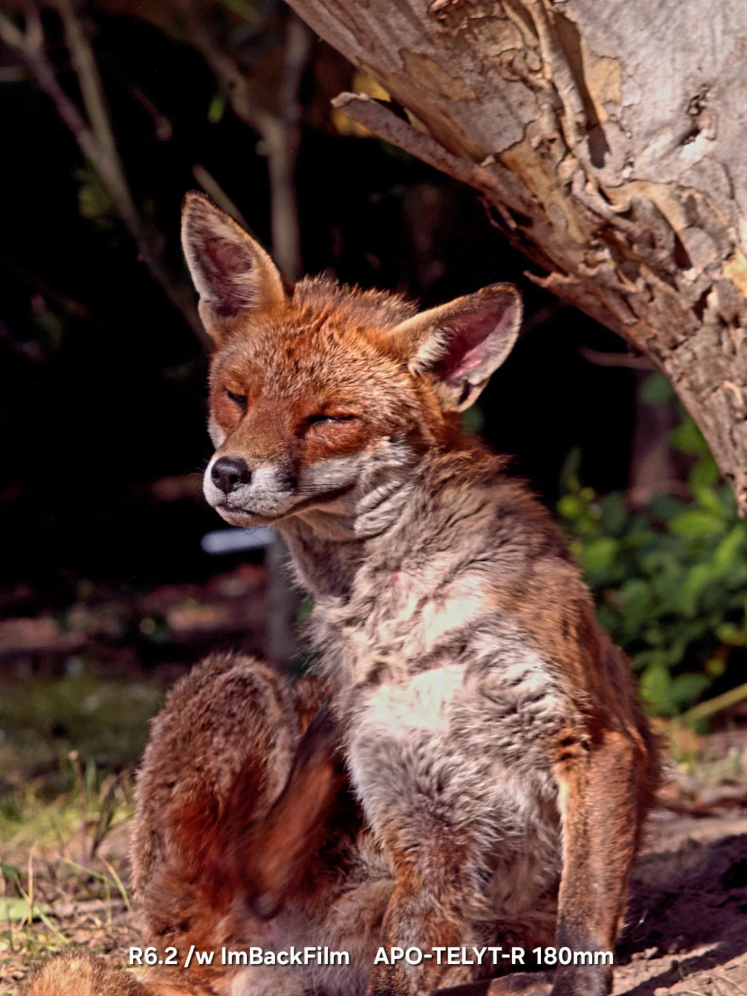 Foxes_ImBackFilm_09.jpeg