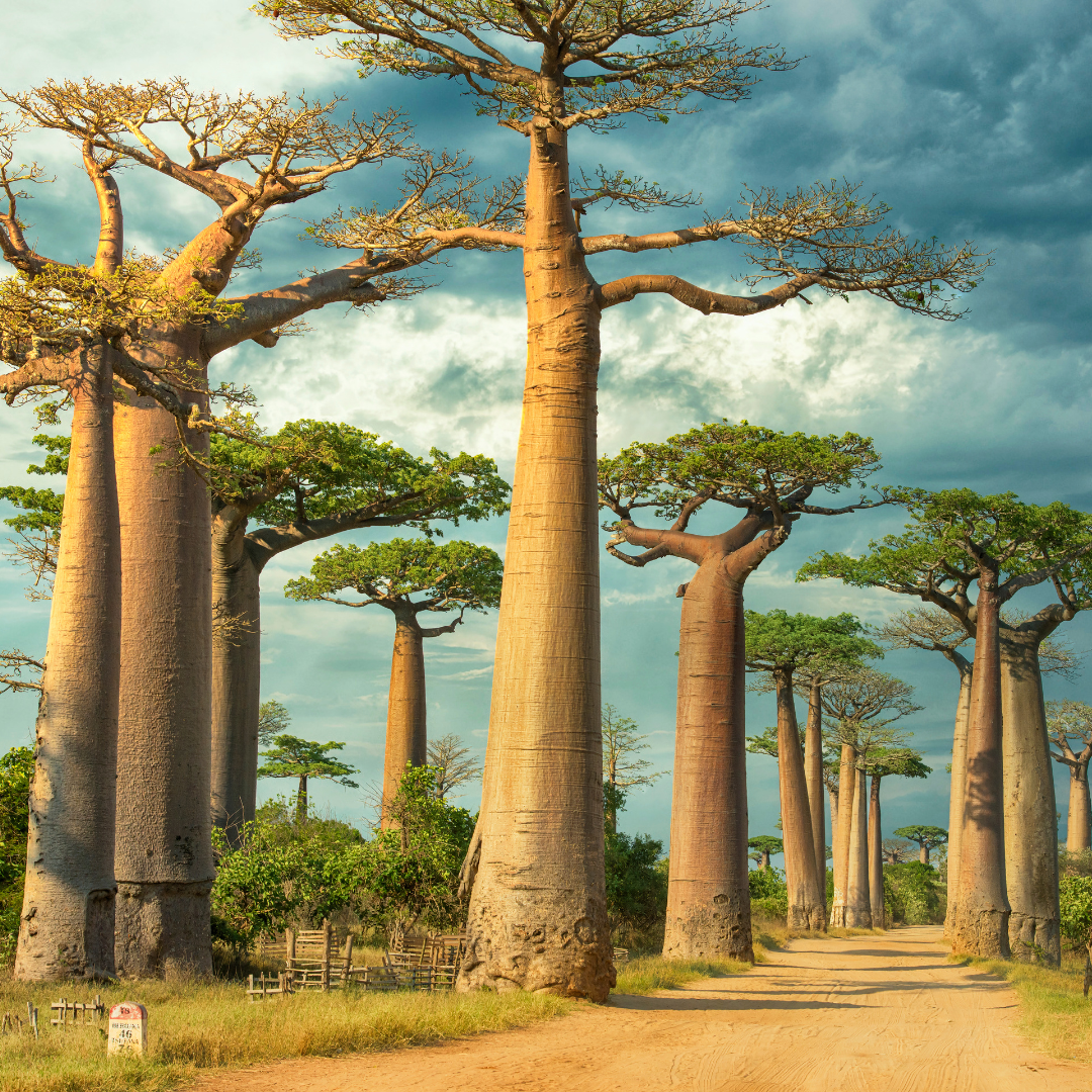 MADAGASCAR