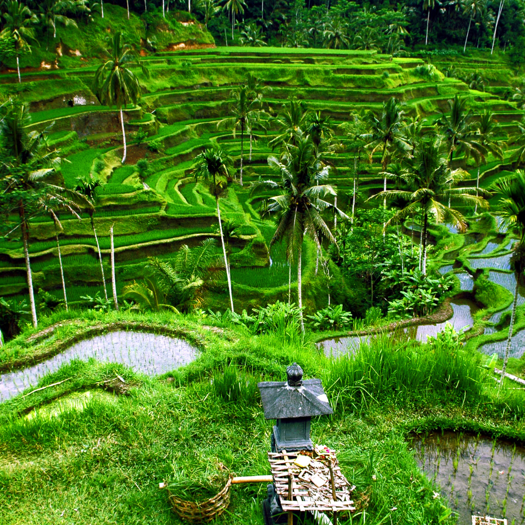 BALI