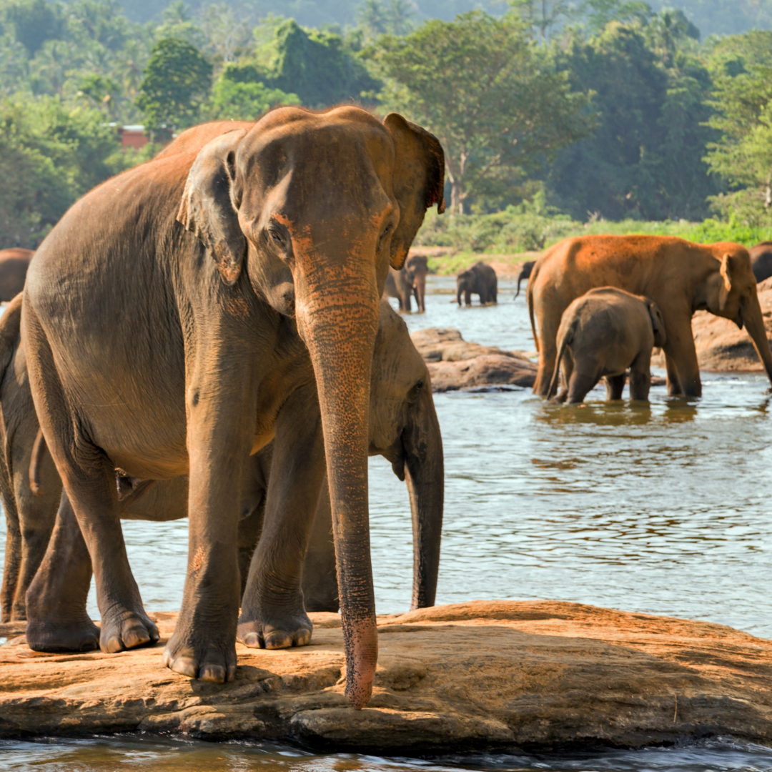 SRI LANKA