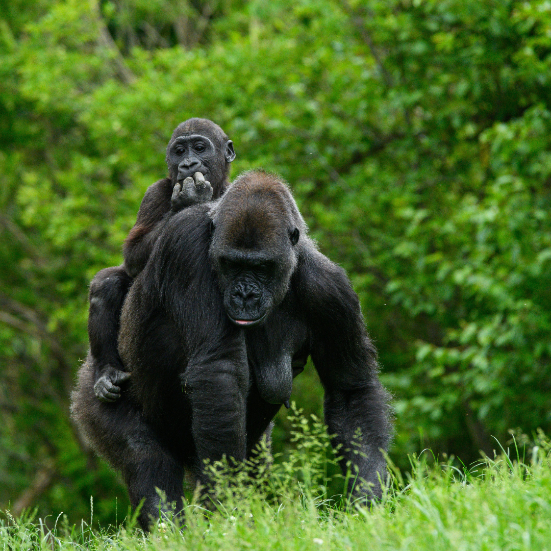 UGANDA
