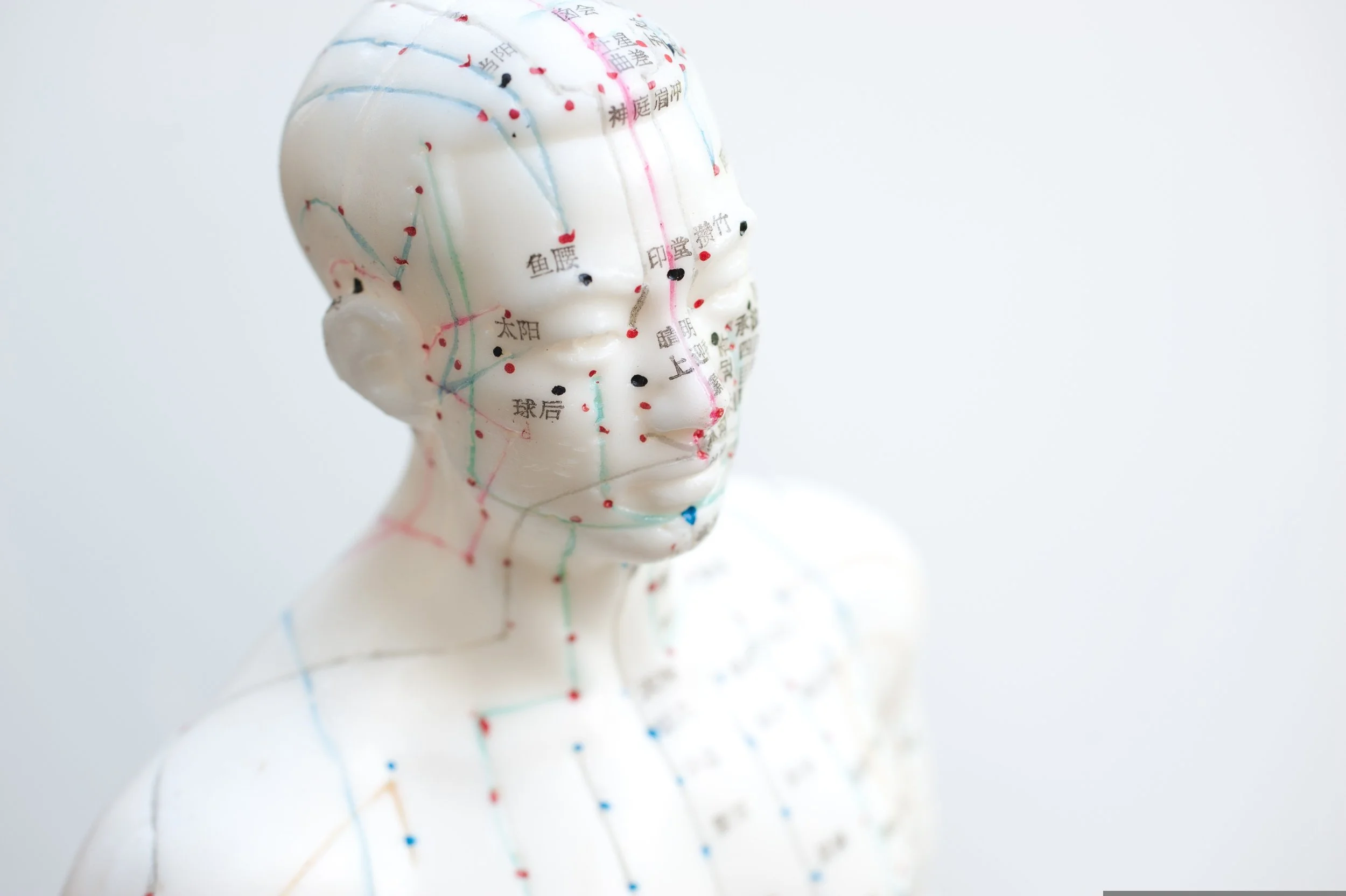 A white plastic model of a human head and neck with acupressure points marked with black and red dots, connected by colored lines representing meridians in traditional Chinese medicine.