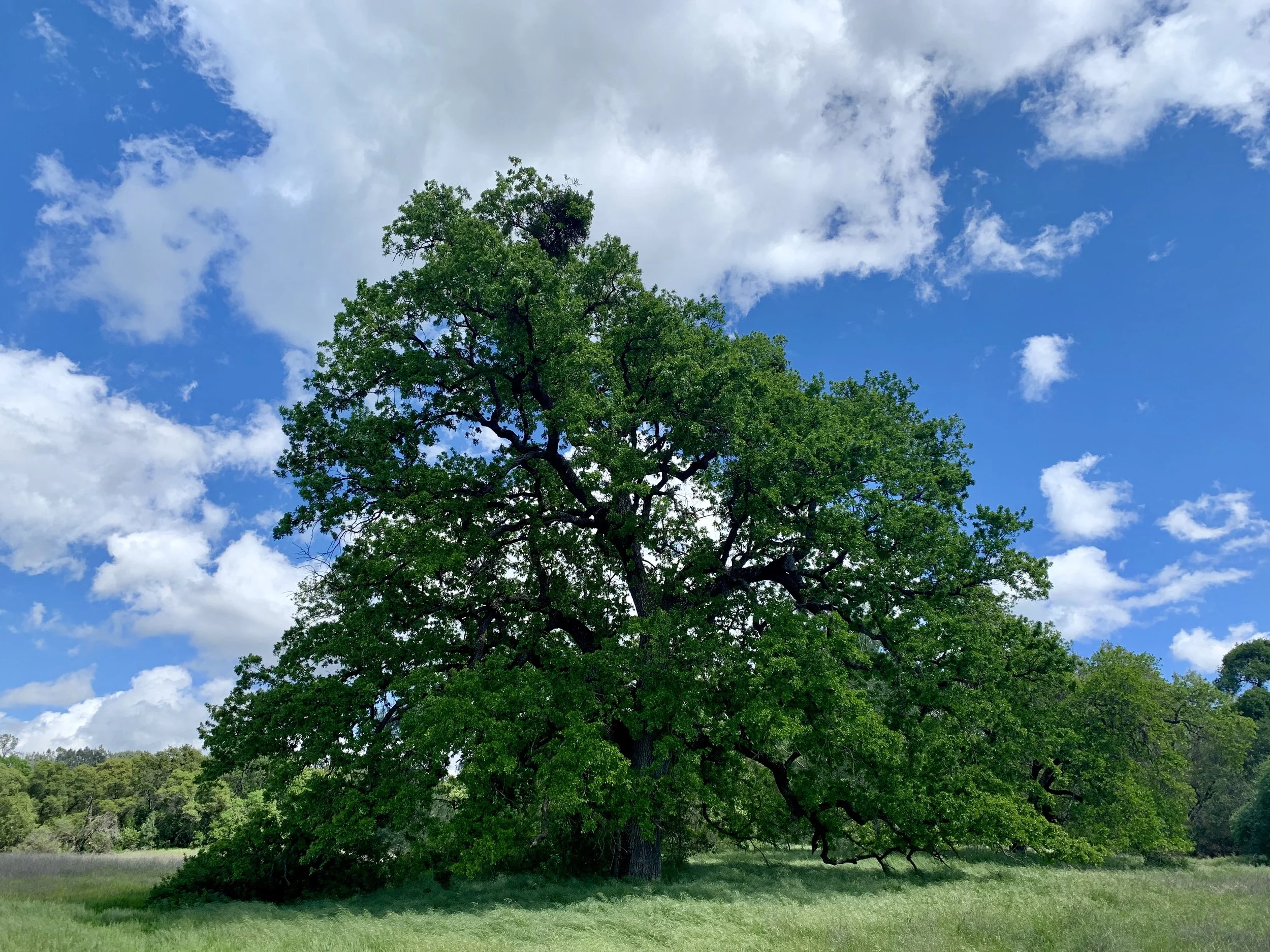 IMG_2603.jpeg