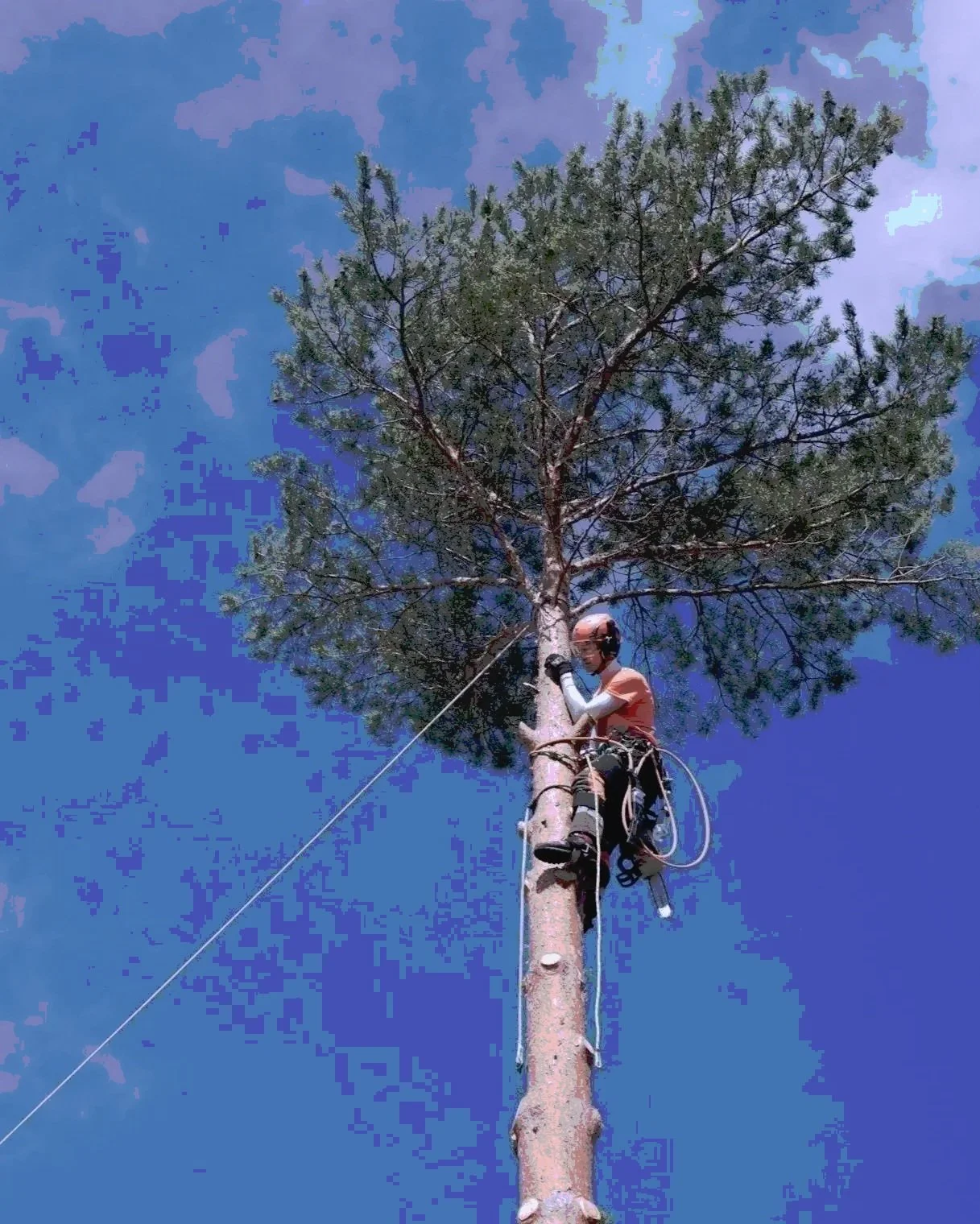 Stromolezec, arborista, neboli muž s helmou a lezeckým vybavením v koruně ořezávaného stromu, práce ve výškách.