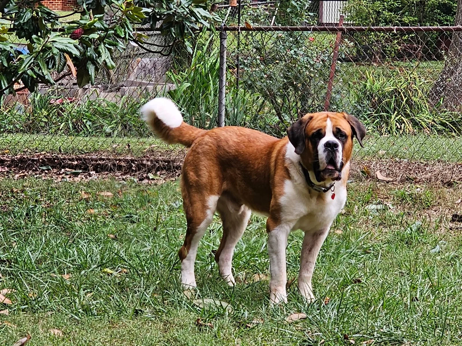 Archie Saint Bernard