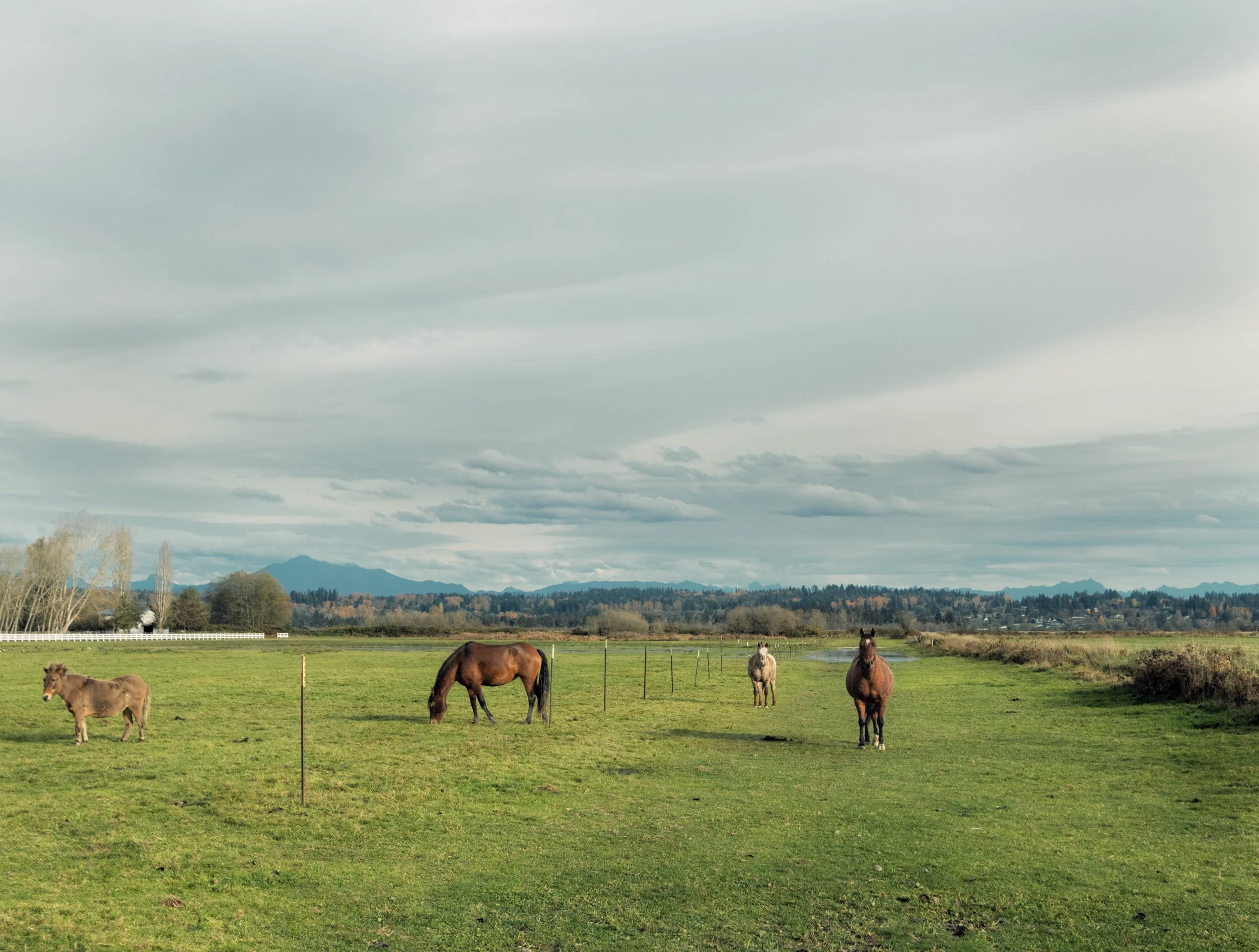 RoosWhereILive_Horses.jpg