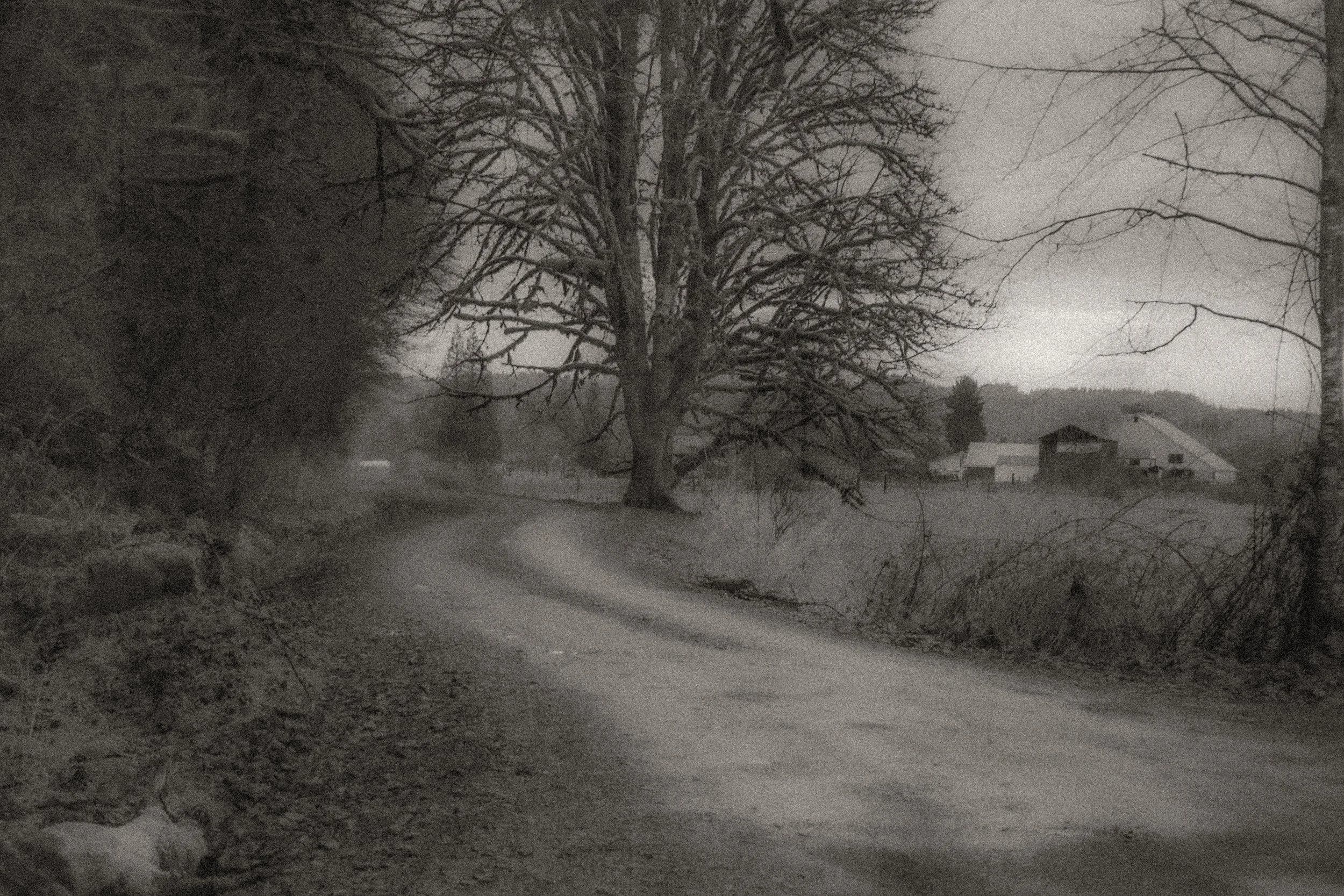 Roos_Victoria_Pictorialism.jpg