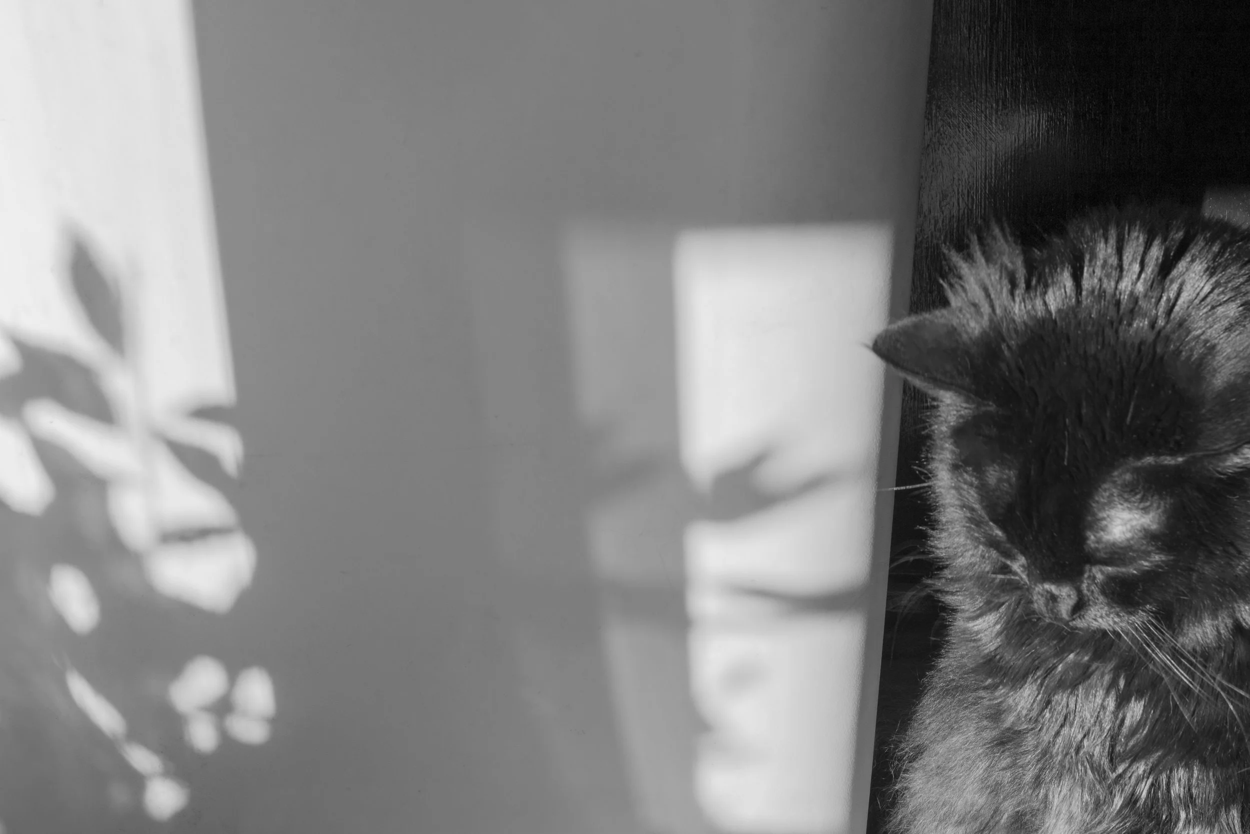 Shadow Cat.jpg