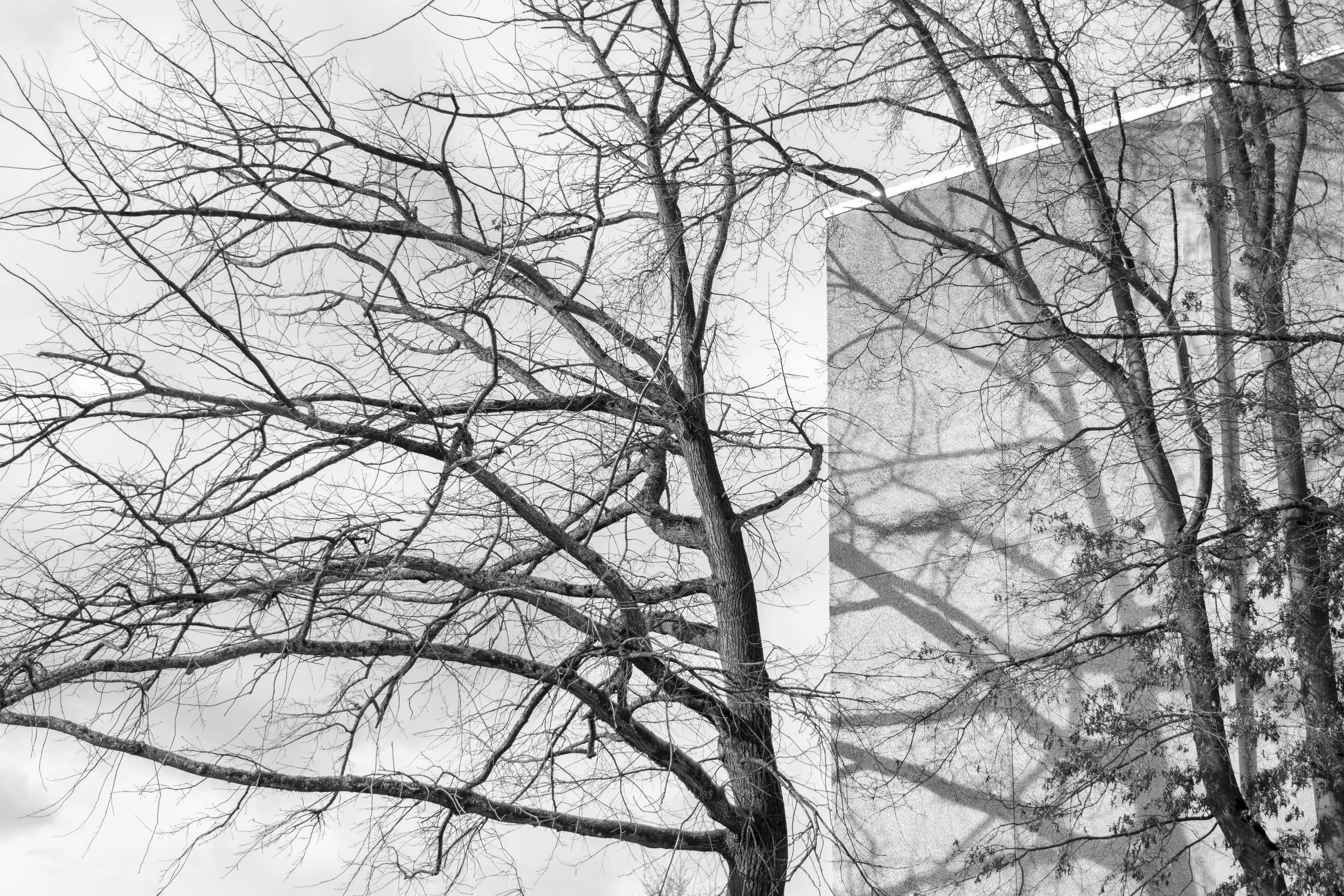 Roos_tree_shadow.jpg