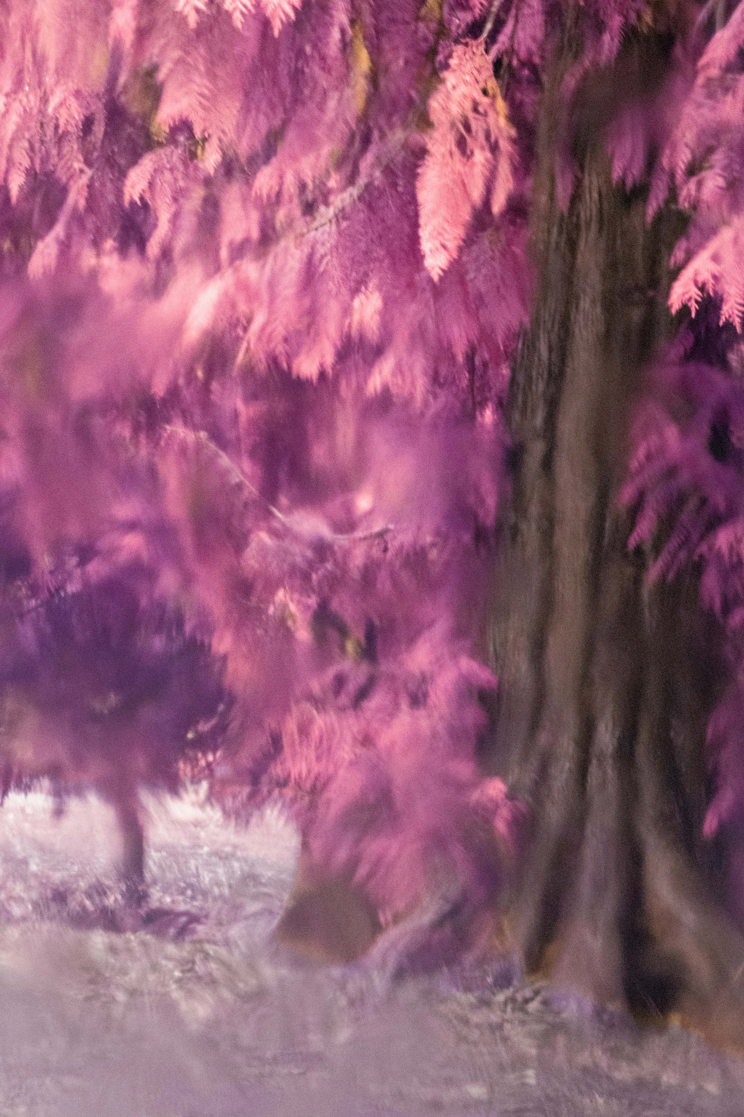 Roos_Infrared01.jpg