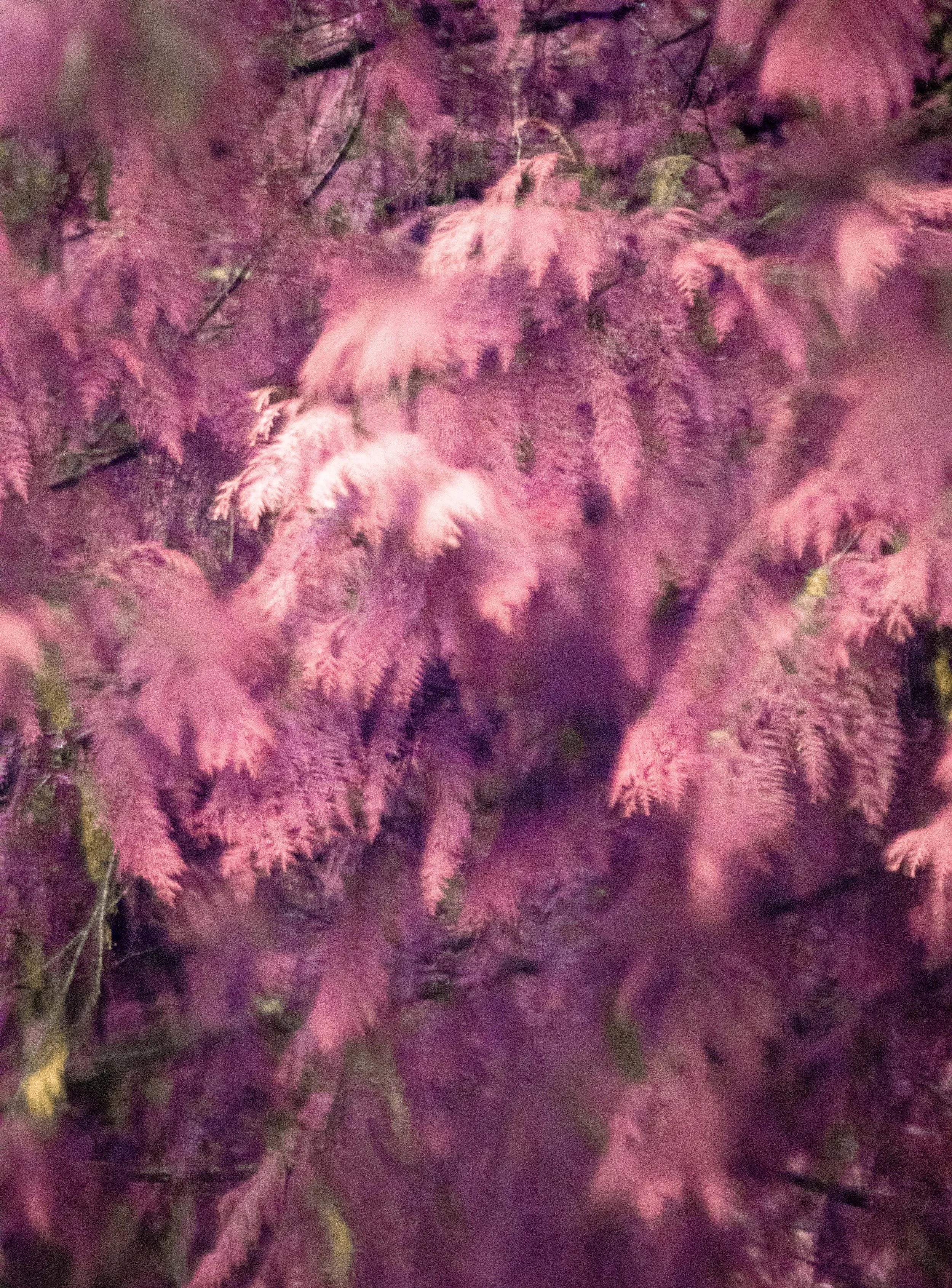 Roos_Infrared02.jpg