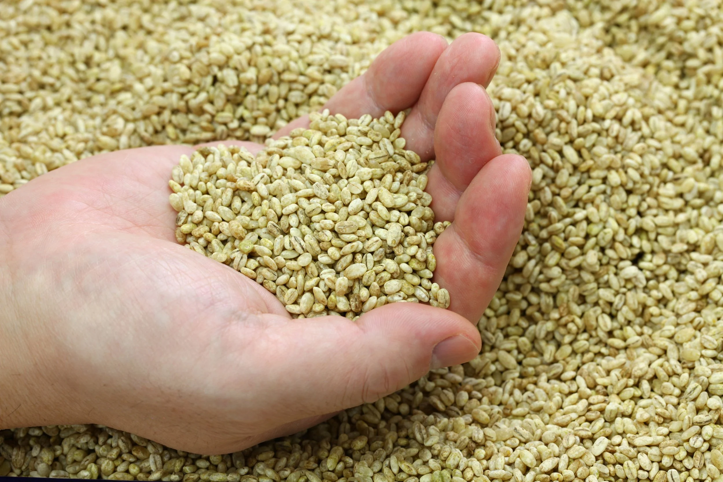 米麹を知っているなら、基質が大麦になると何が変わるのか？Barley Koji