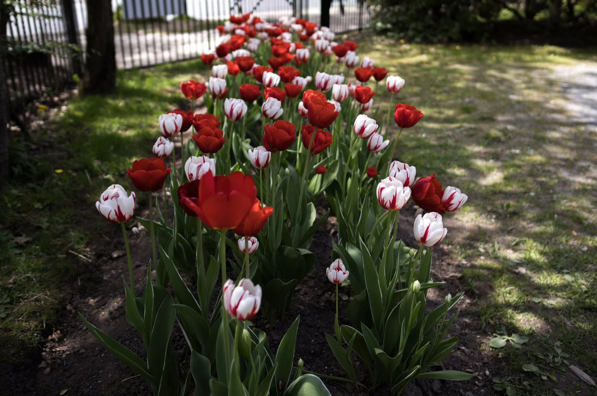 Public Gardens.jpg
