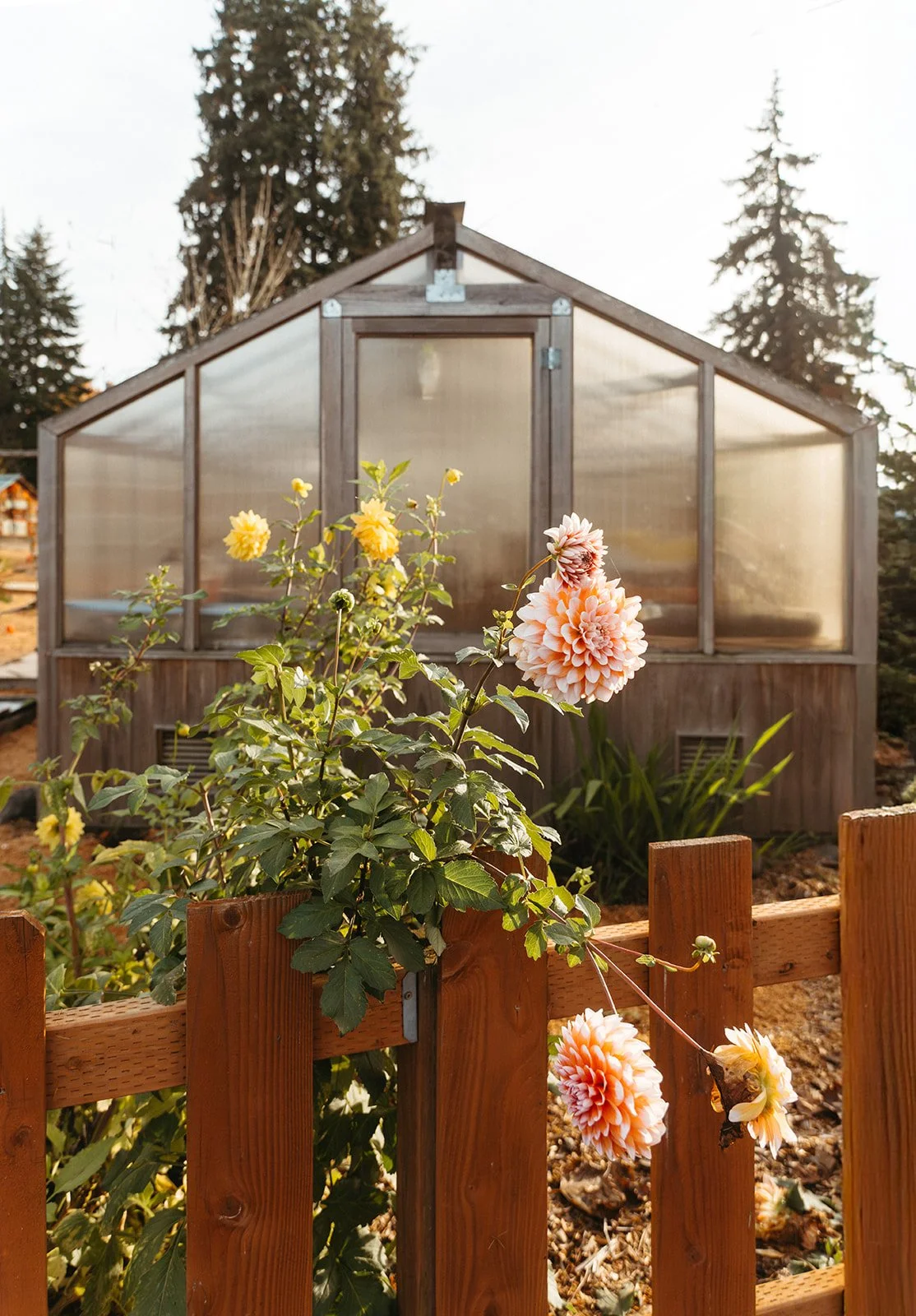A flower garden in front of a greenhouse with yellow and pink flowers, surrounded by a wooden fence and trees in the background.
