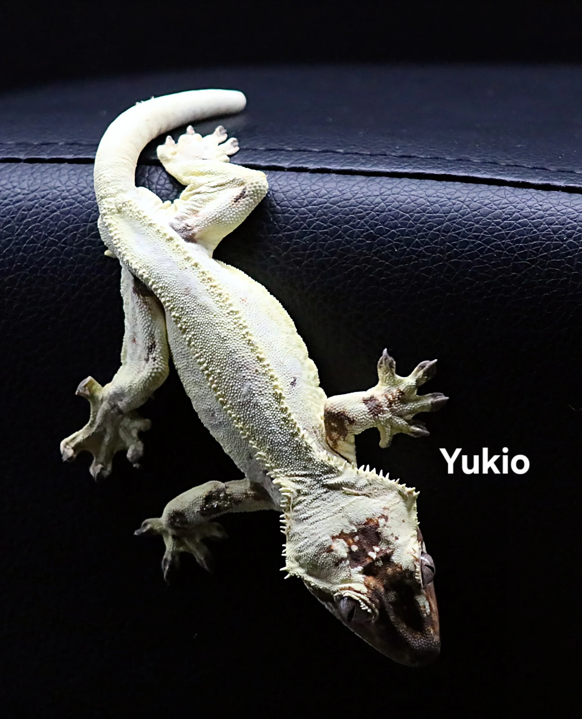 YUKIO.JPG