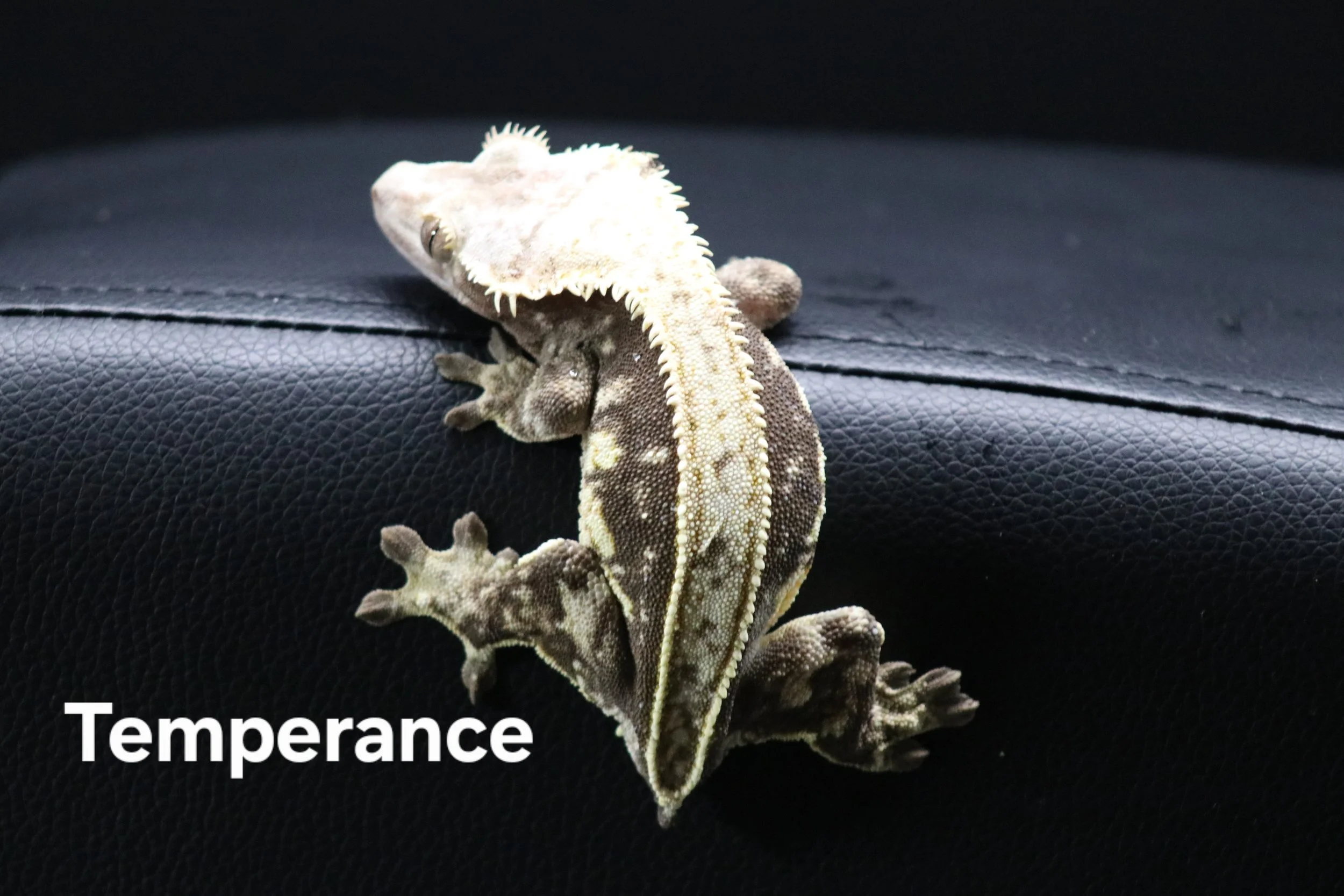 Temperance.JPG