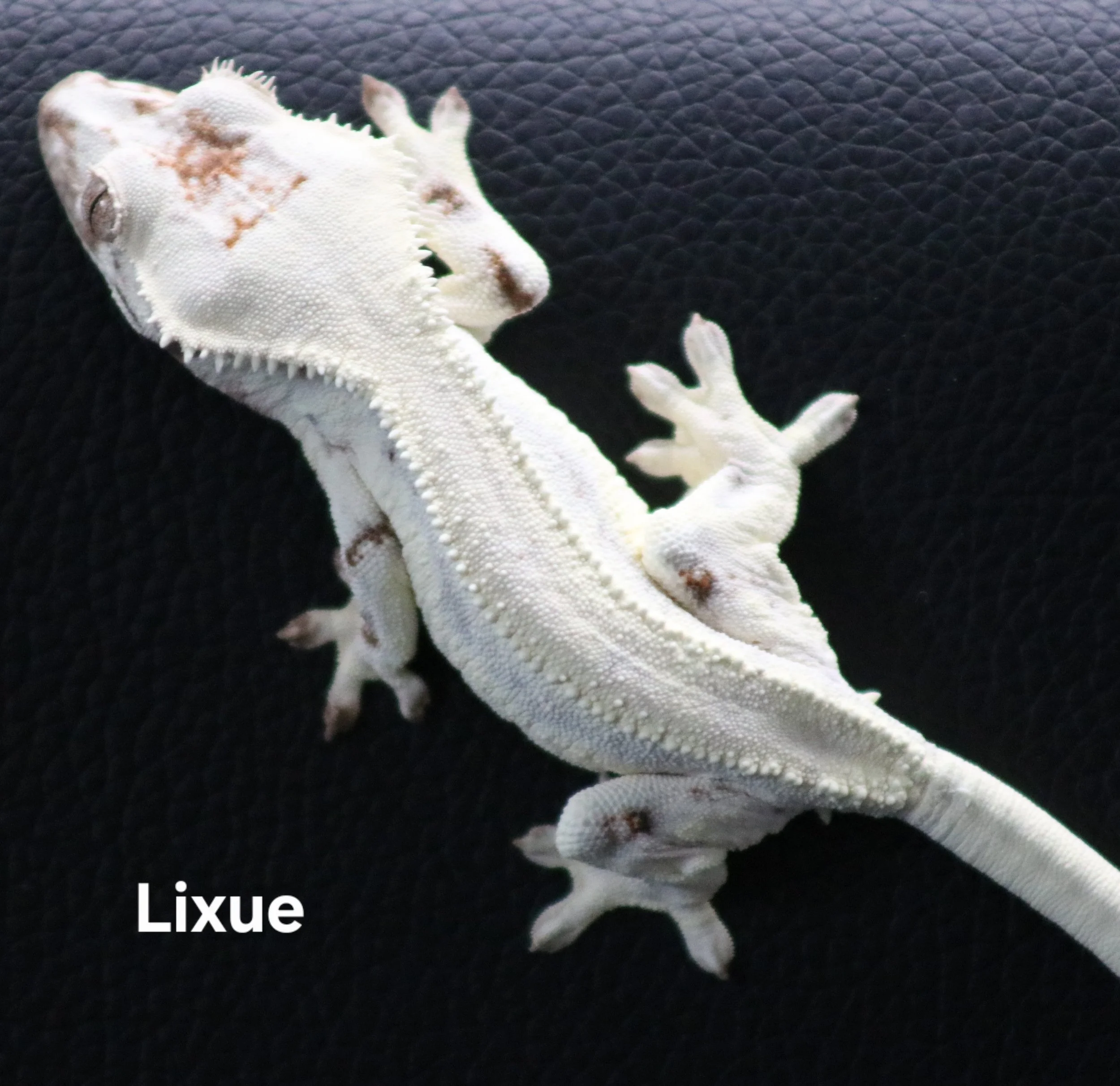 Lixue.jpg