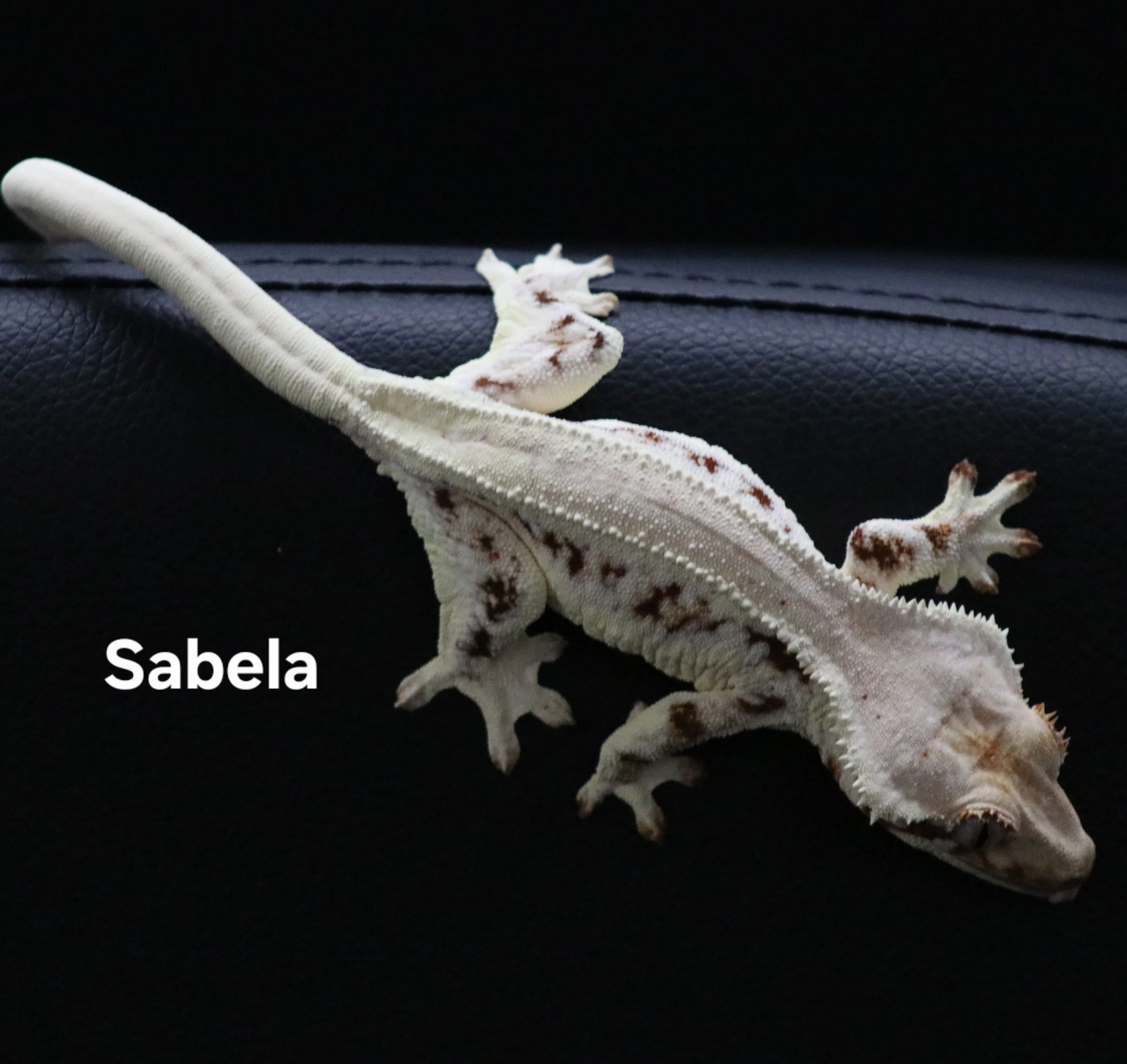 Sabela.JPG