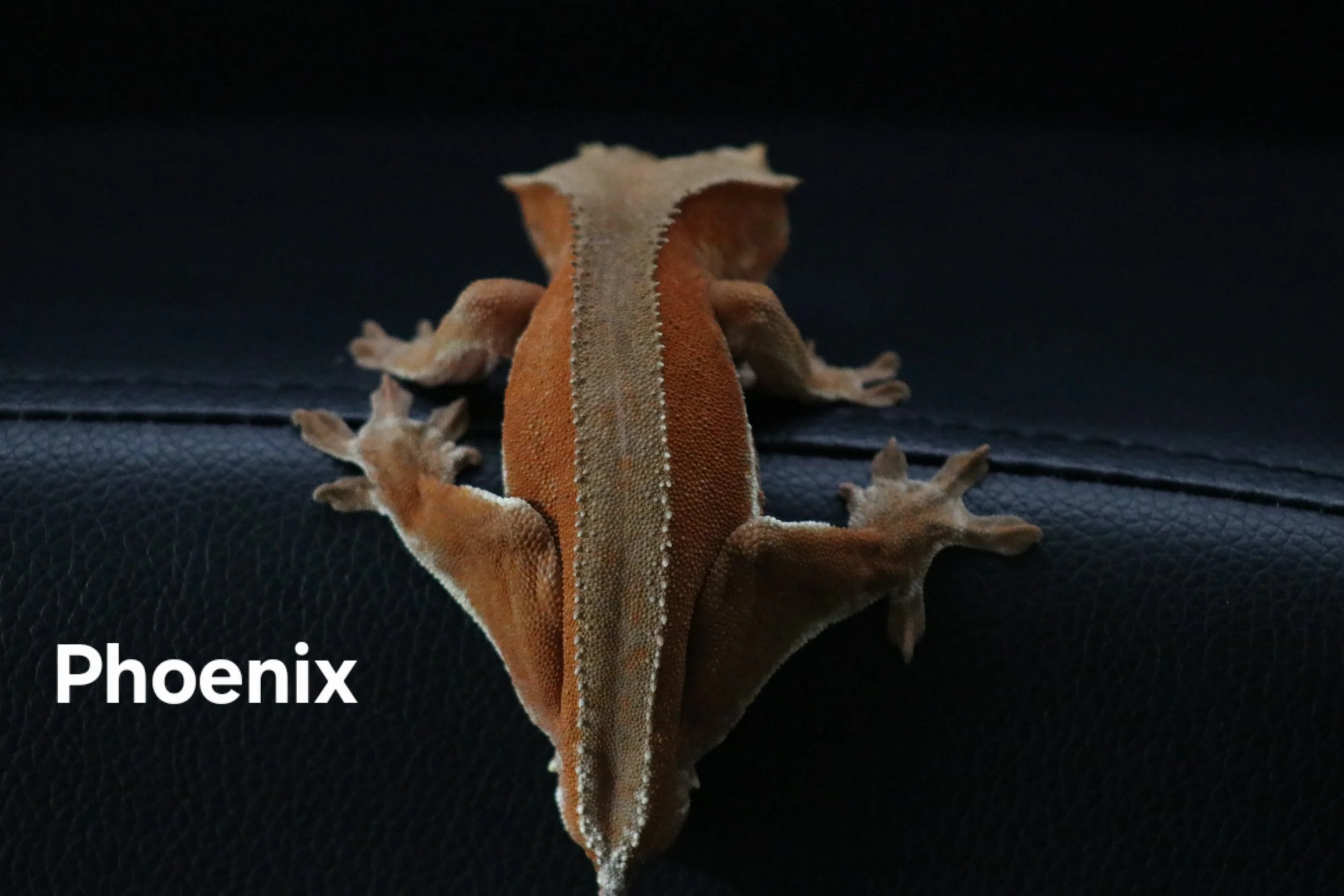 Phoenix.JPG