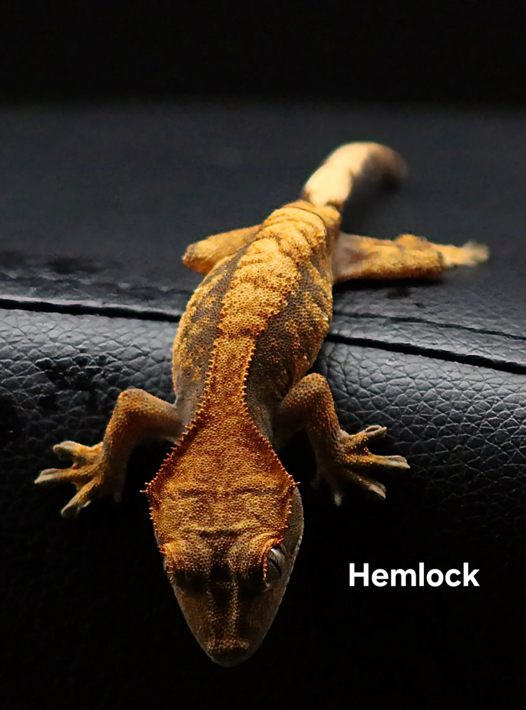 HEMLOCK (BACK).JPG