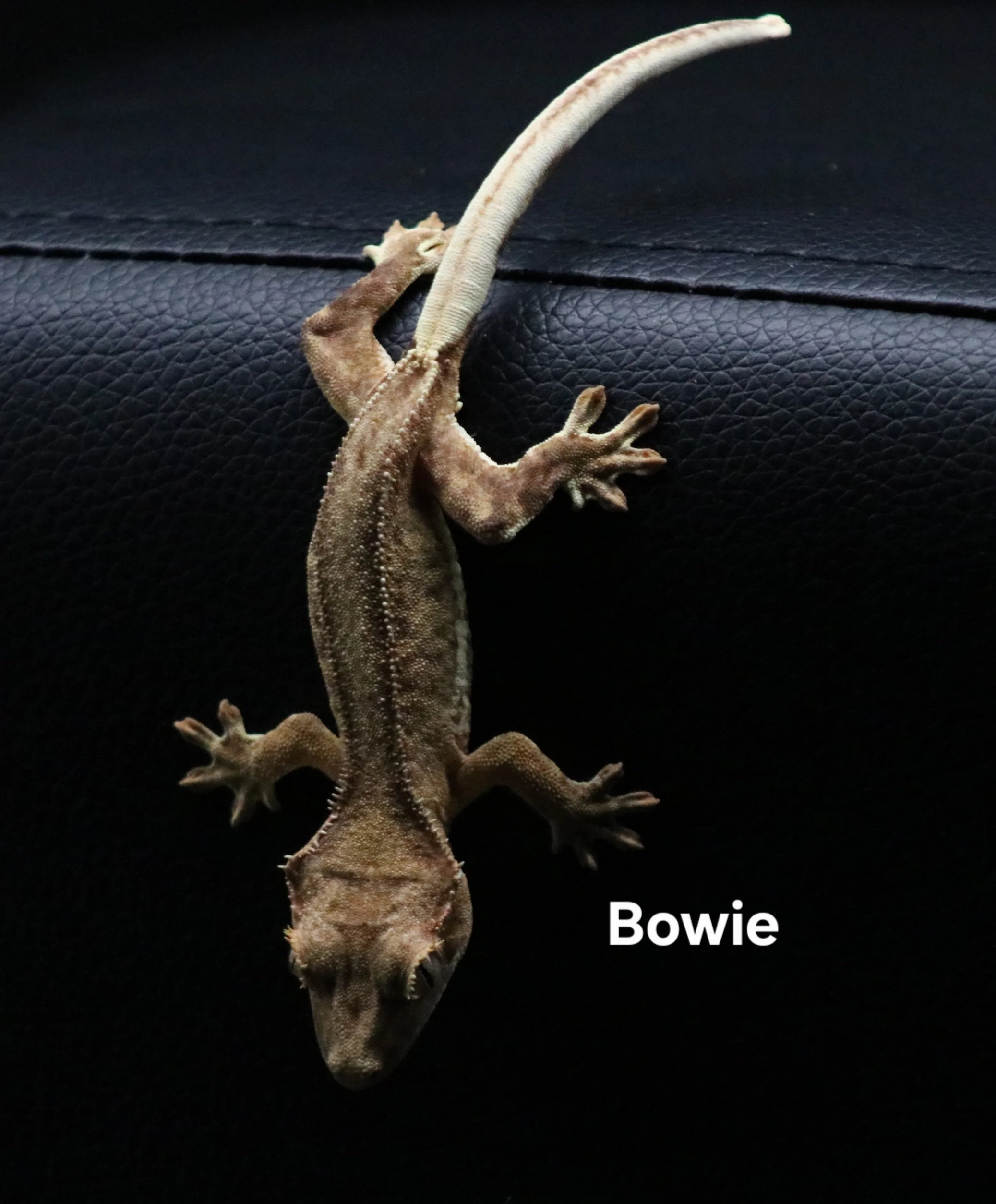 BOWIE 2.JPG