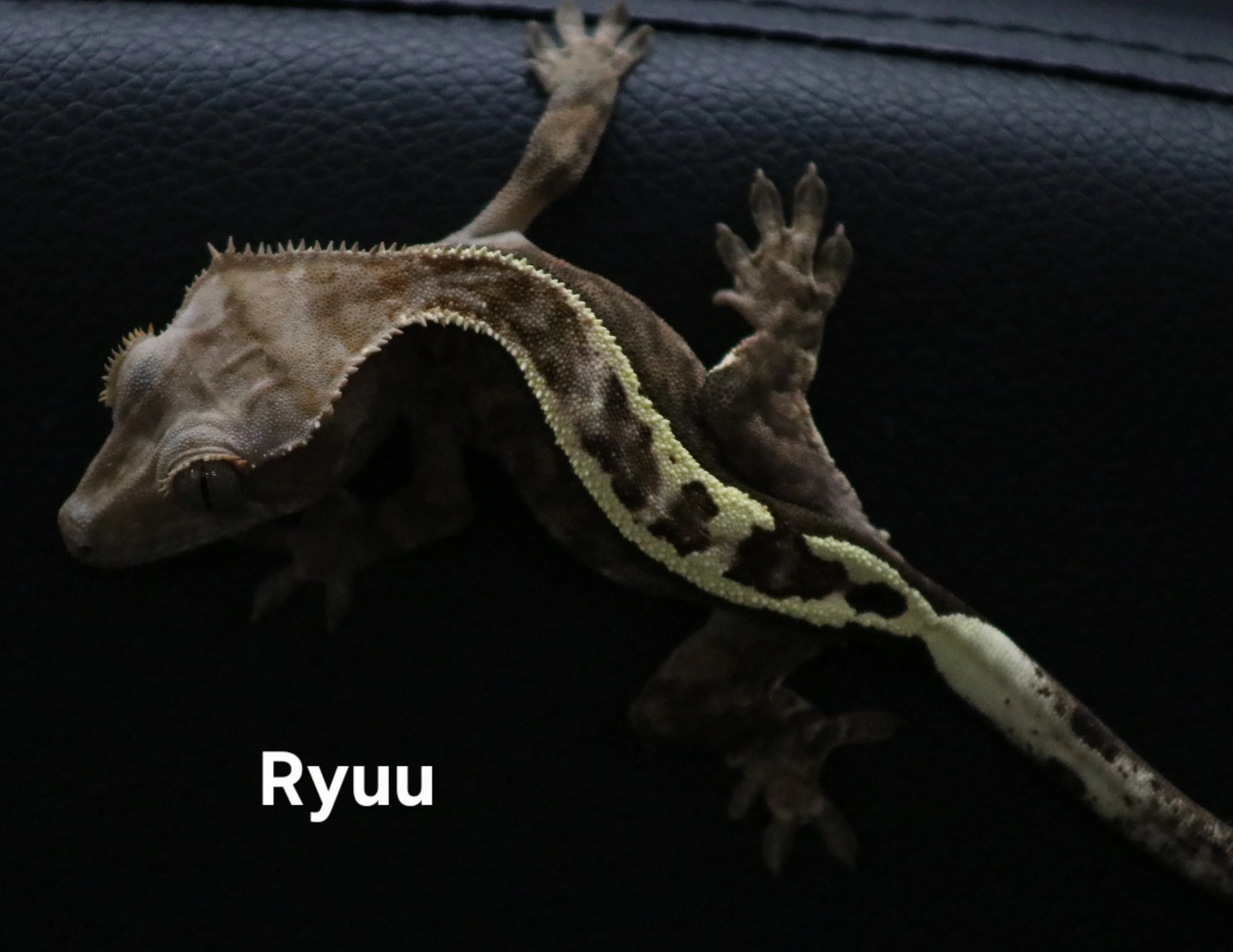 Ryuu.jpg