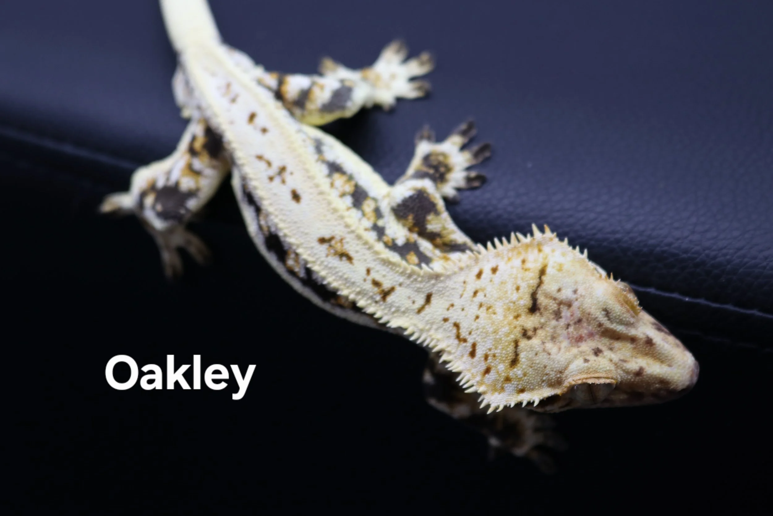 Oakley.JPG