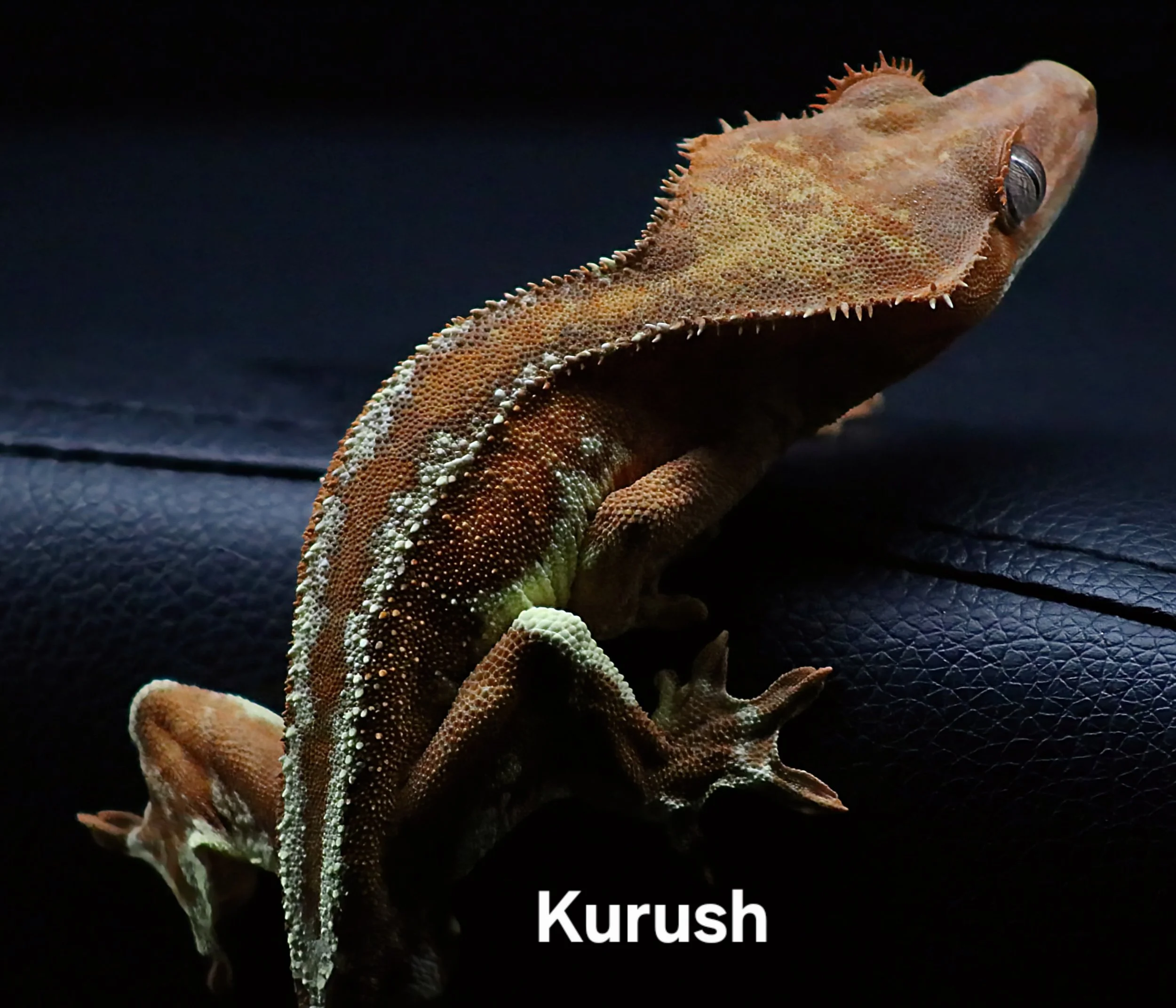 KURUSH (BACK).JPG