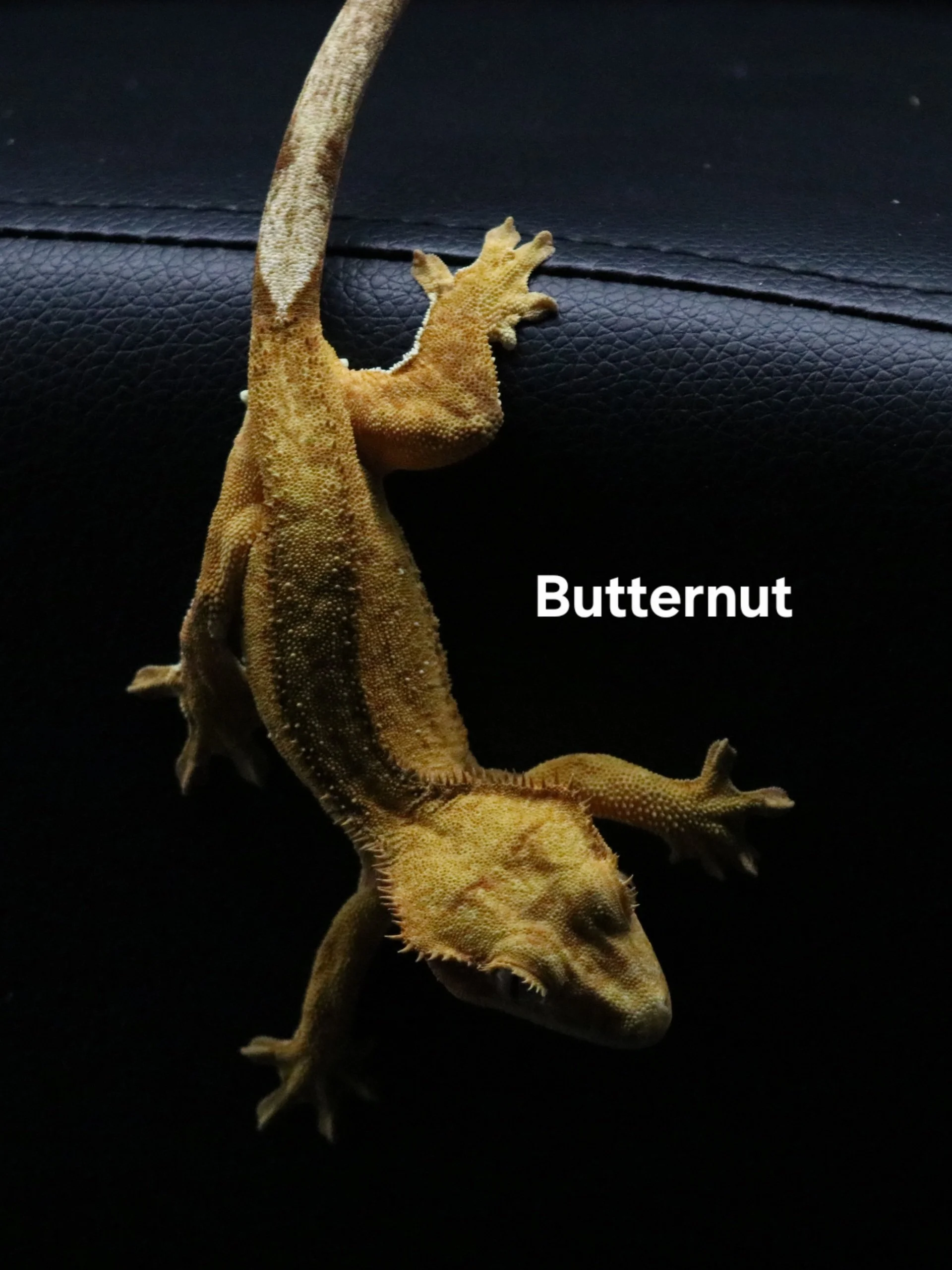 BUTTERNUT.JPG