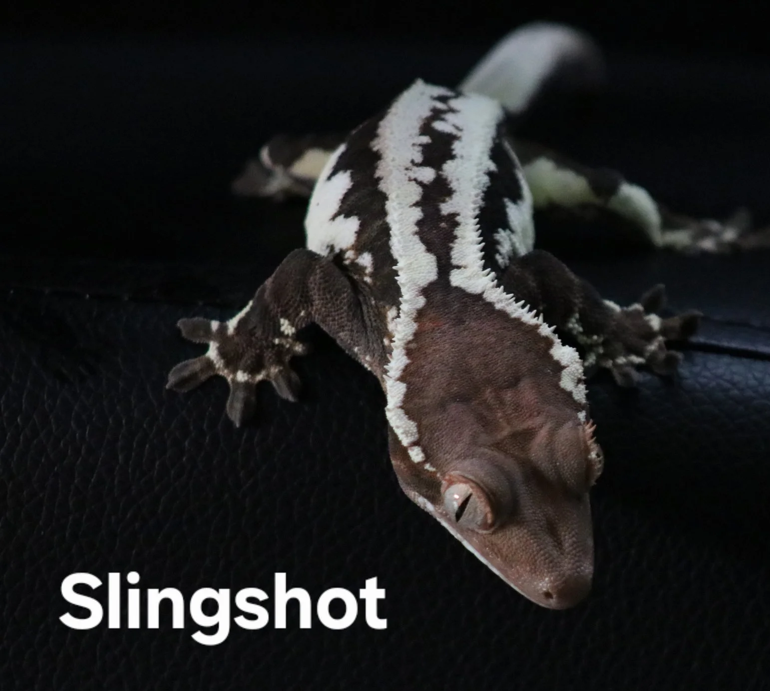 Sling+Shot.png