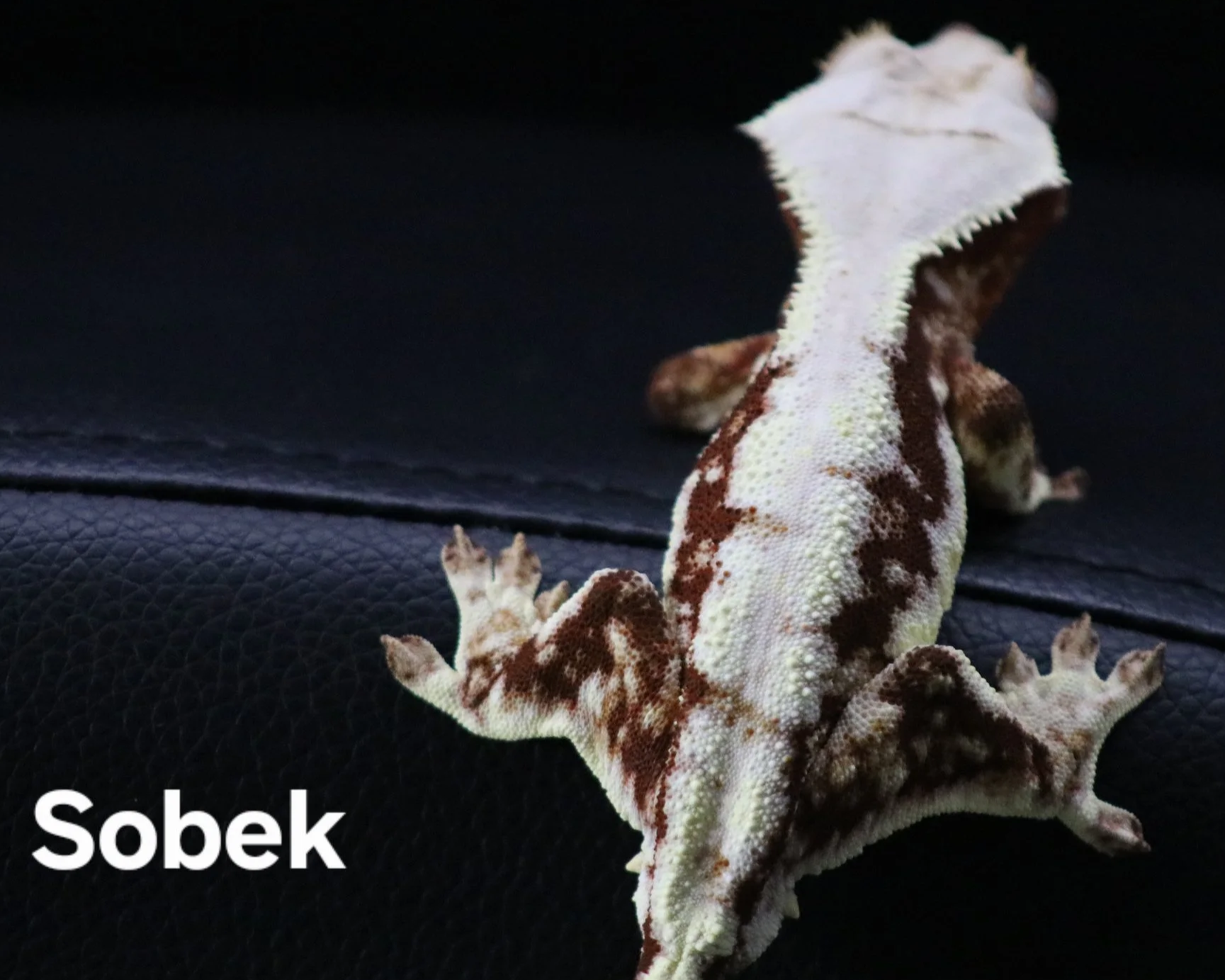 Sobek.png