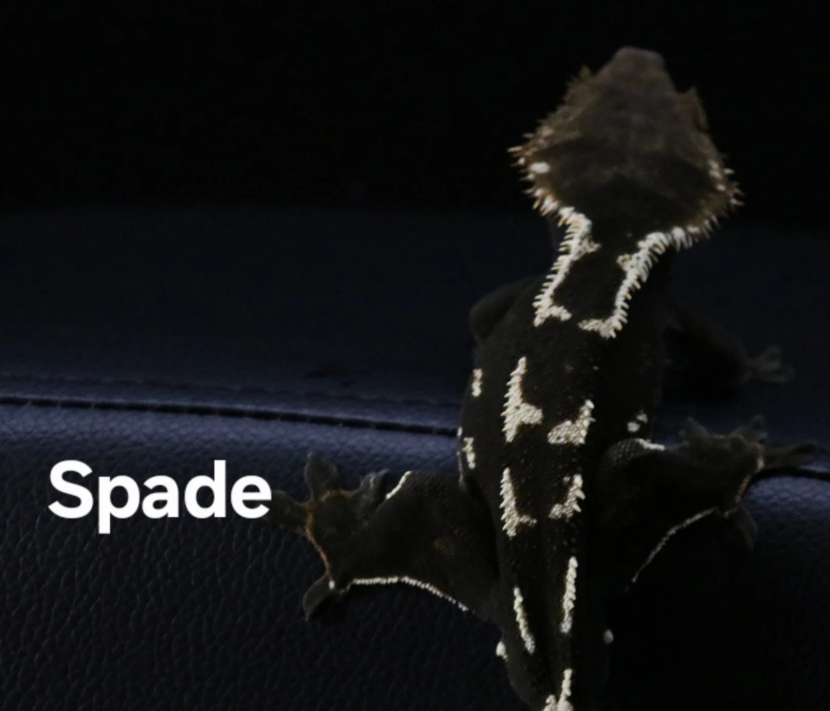 Spade.png