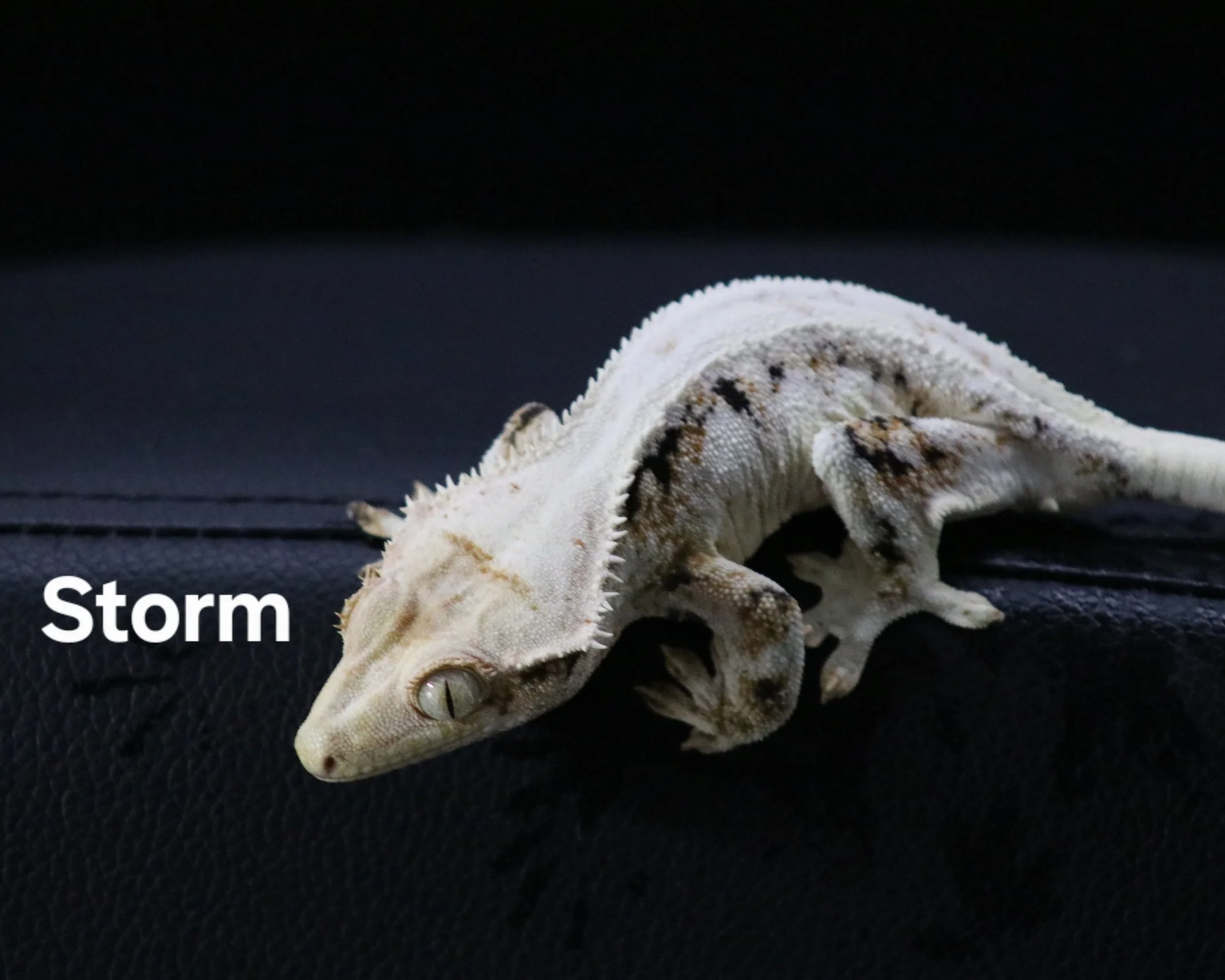 Storm.png