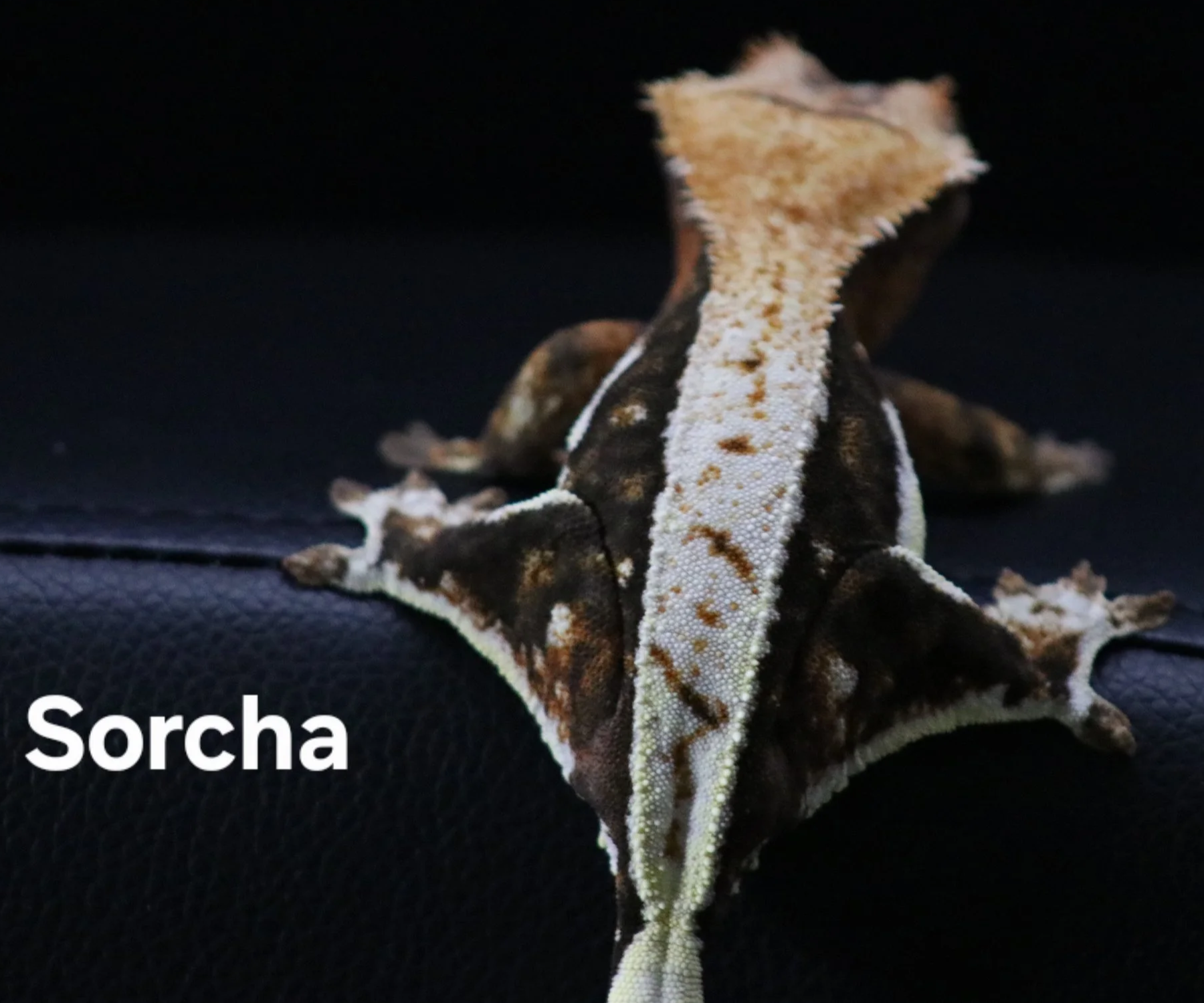 Sorcha.png