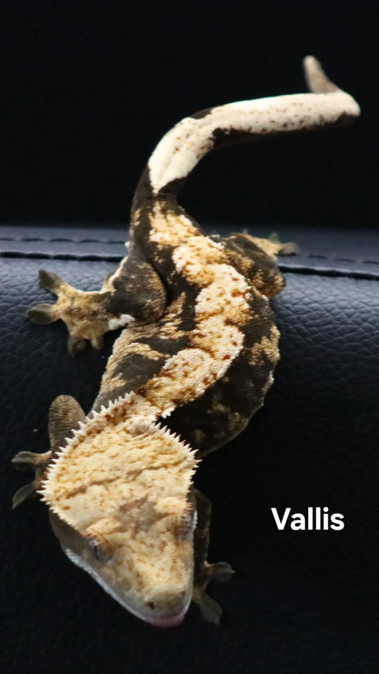 Vallis.jpg