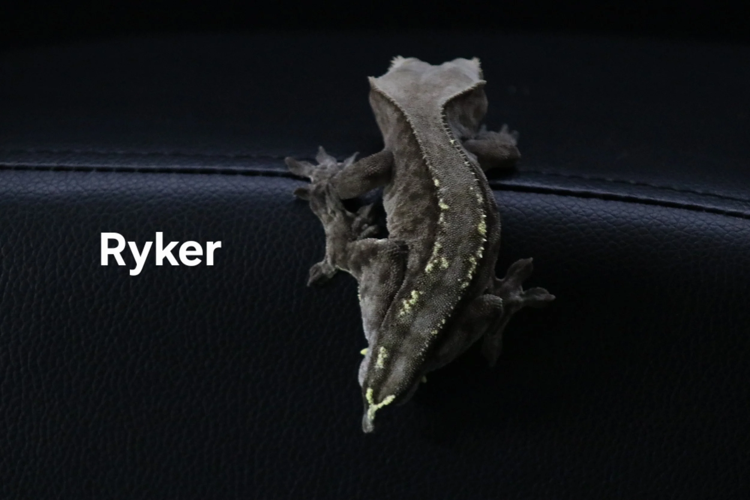 Ryker.JPG
