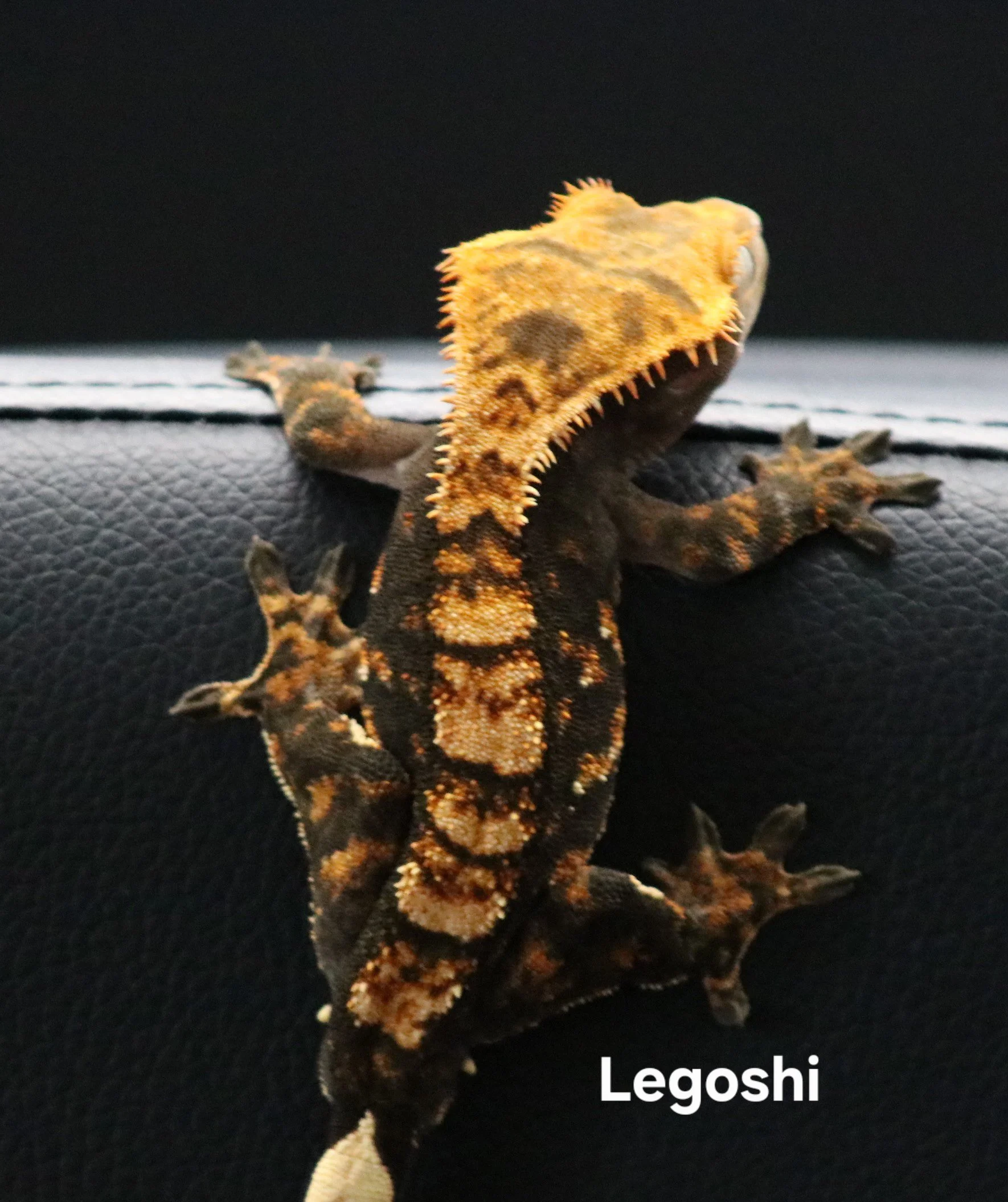Legoshi .jpg