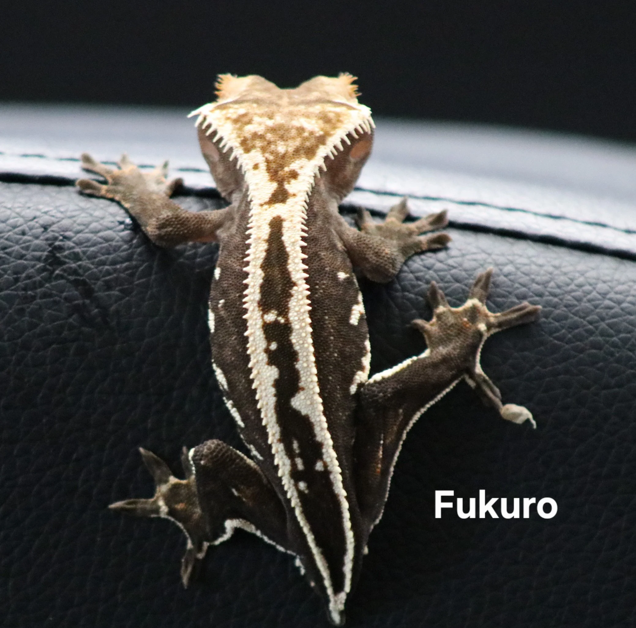Fukuro.jpg