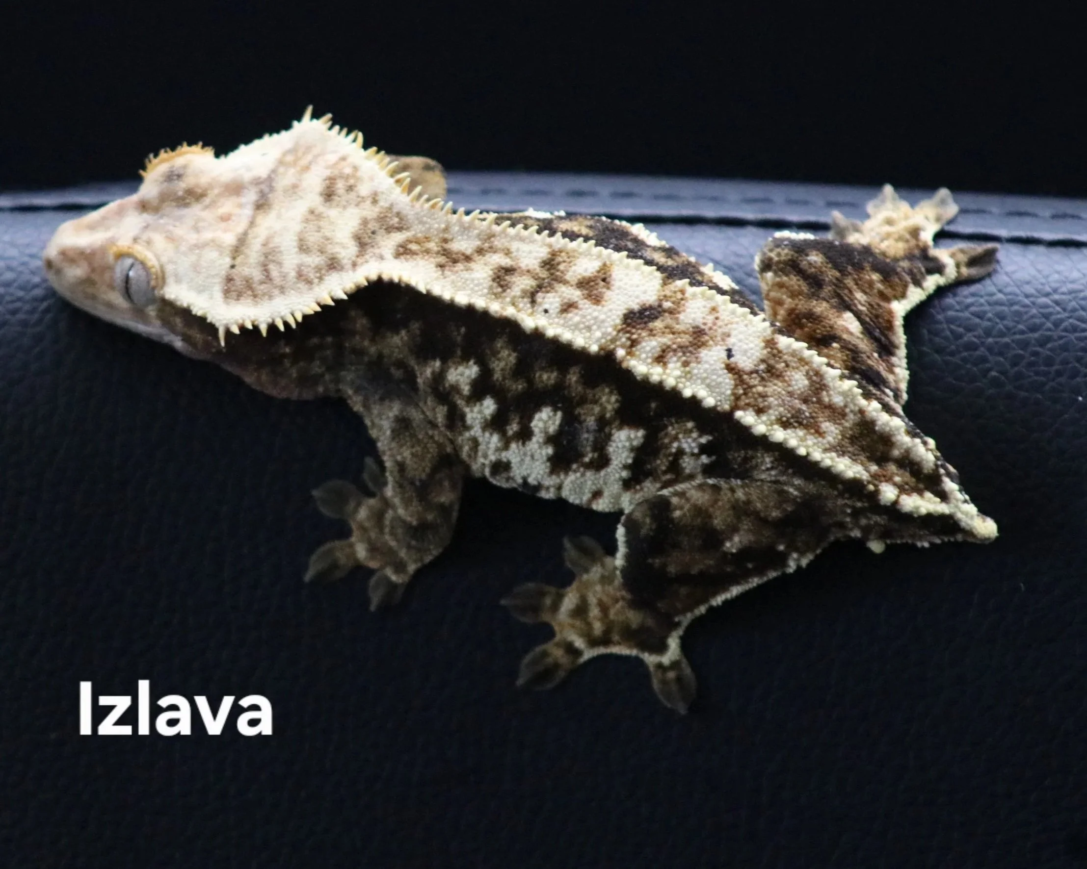Izlava.jpg