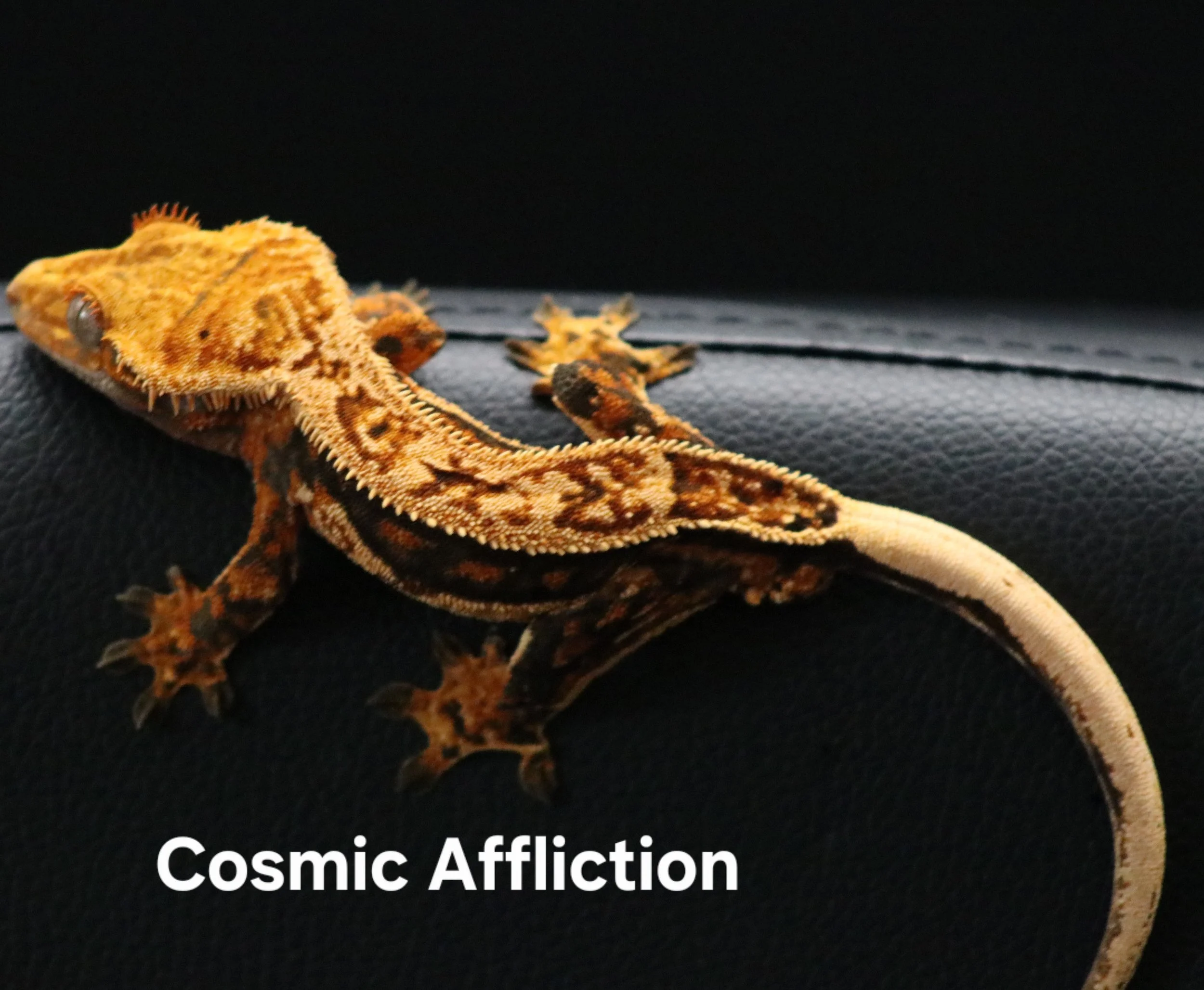 Cosmic Affliction .jpg