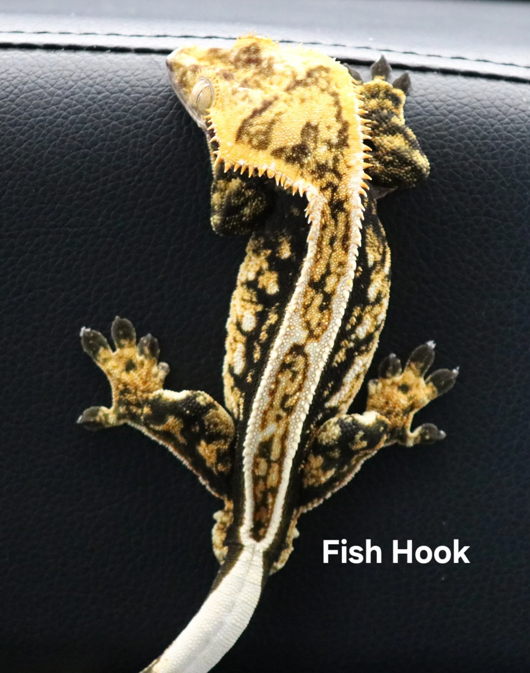 Fish Hook.JPG