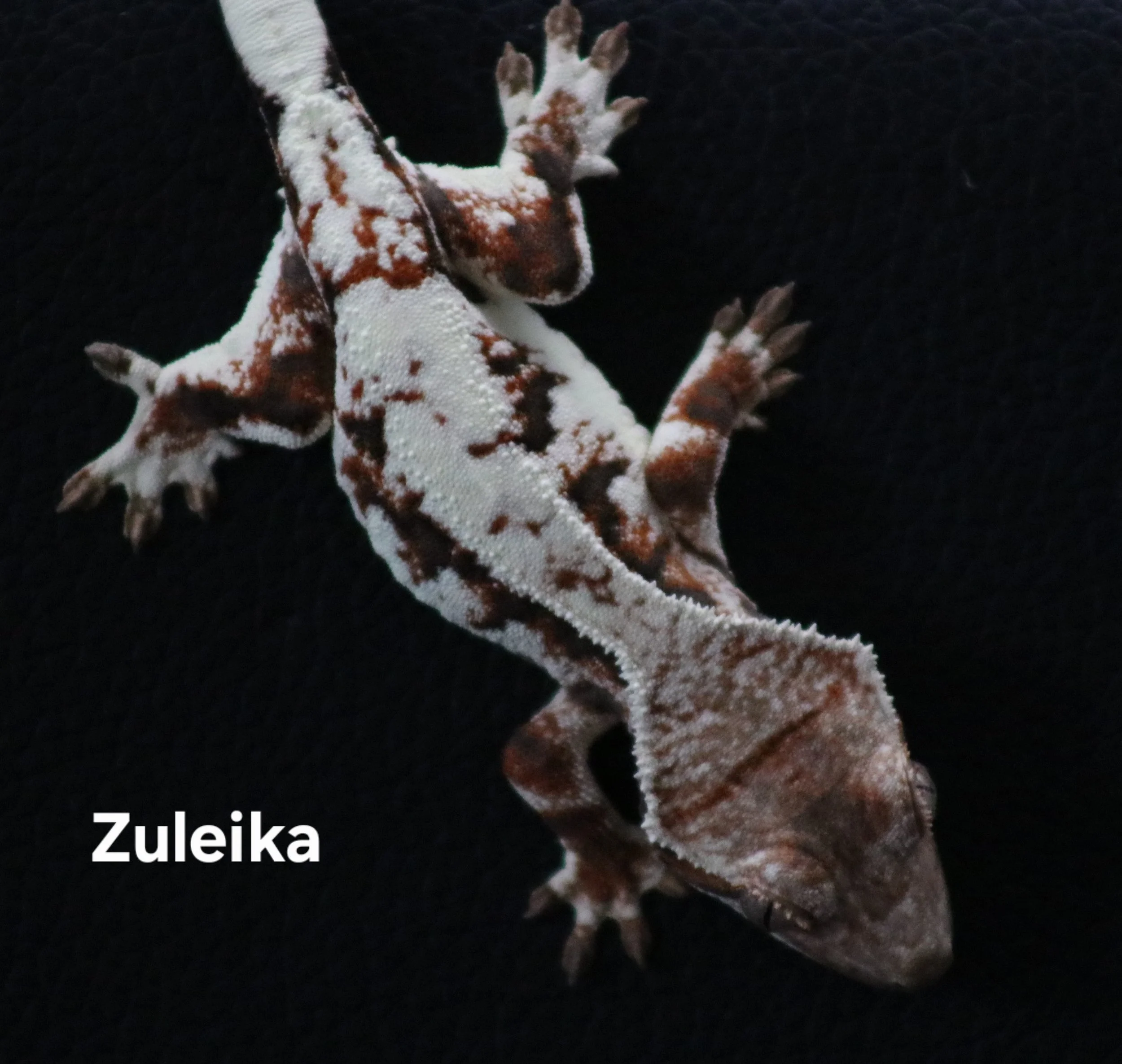 Zuleika .jpg