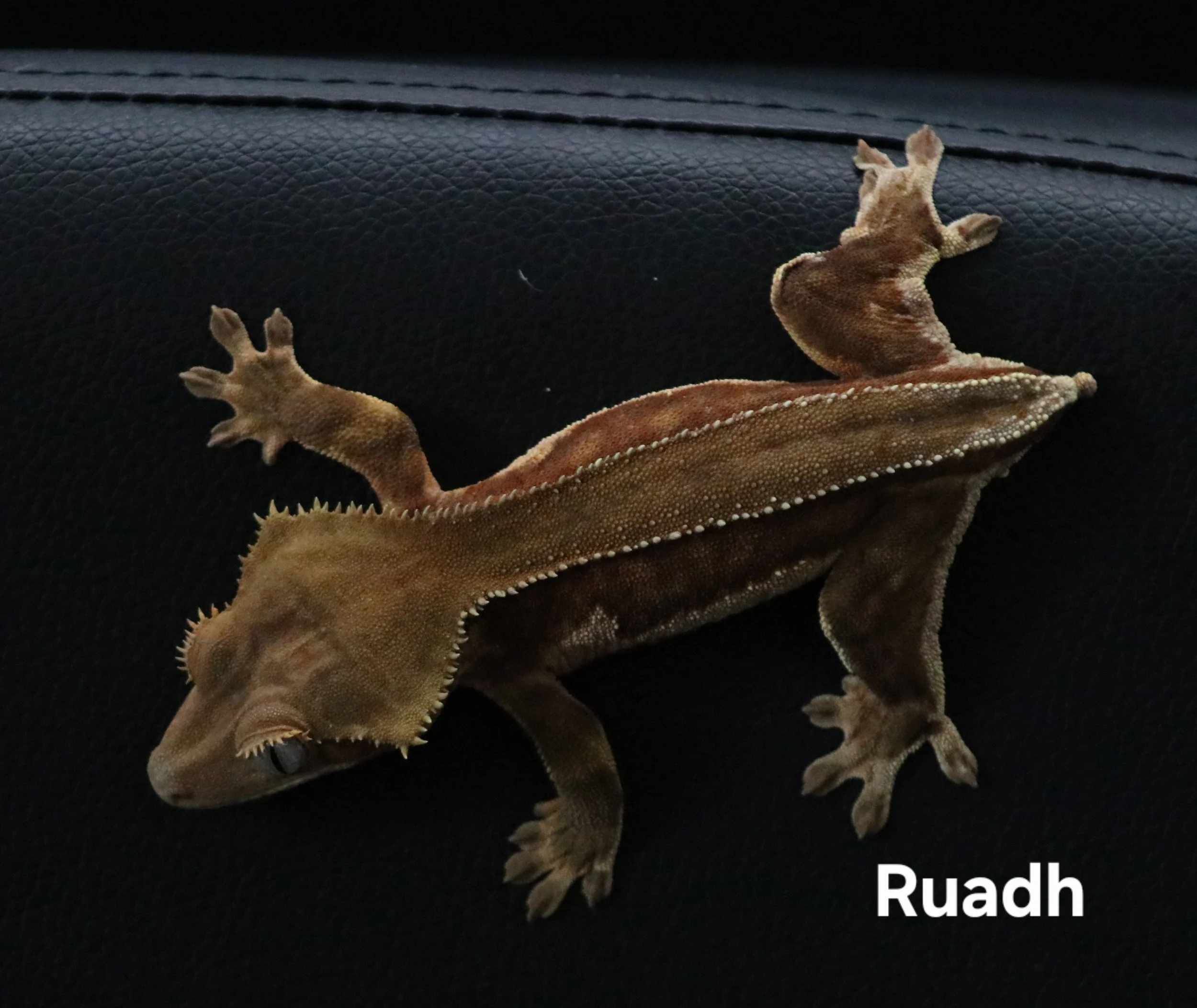 Ruadh.JPG