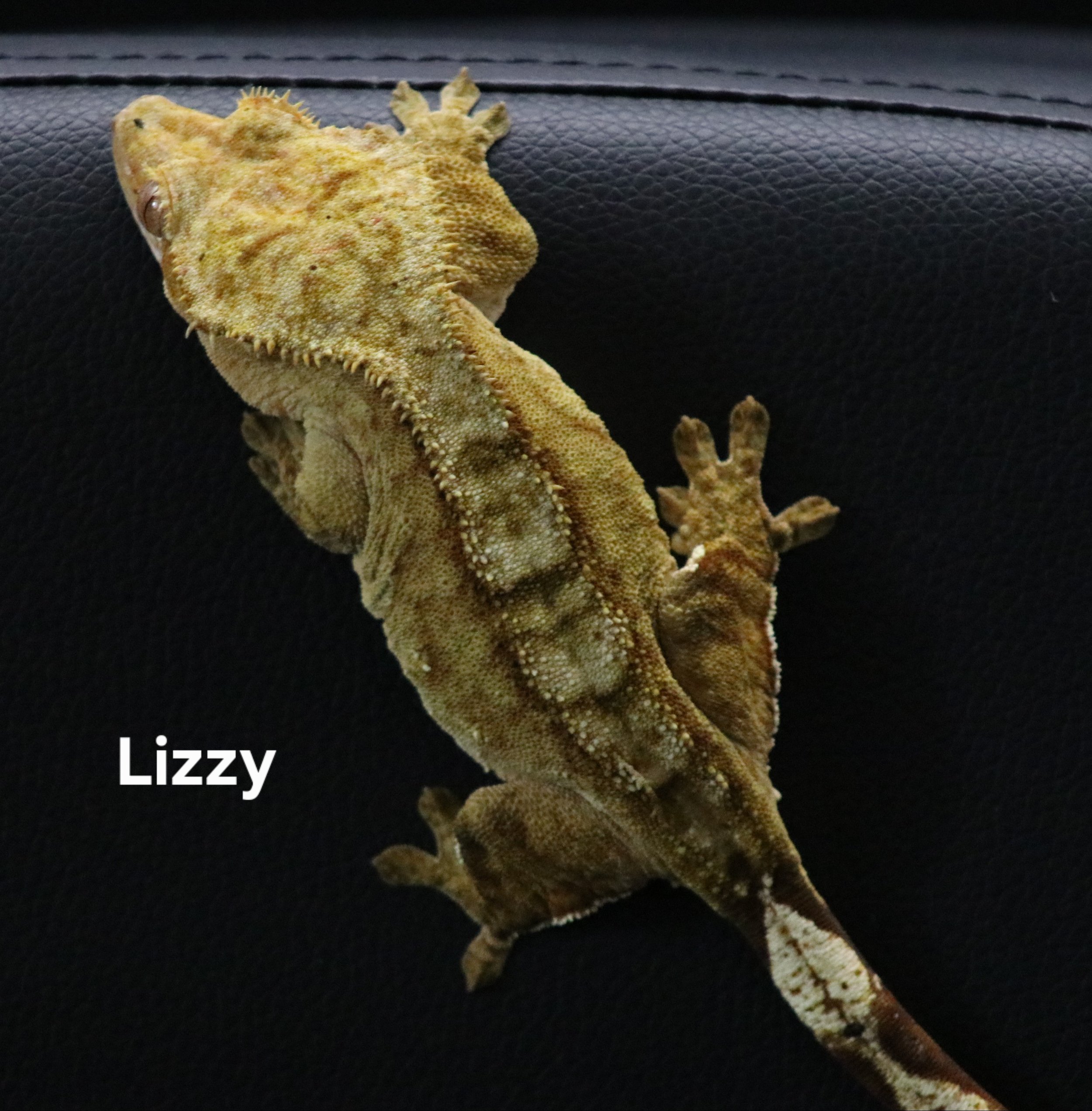 Lizzy.jpg