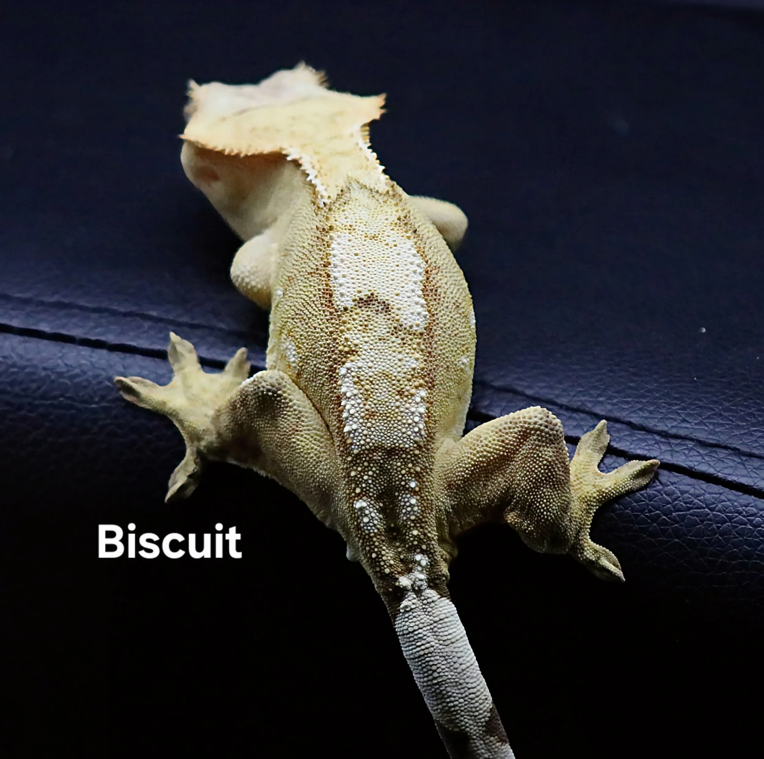 BISCUIT (BACK).JPG