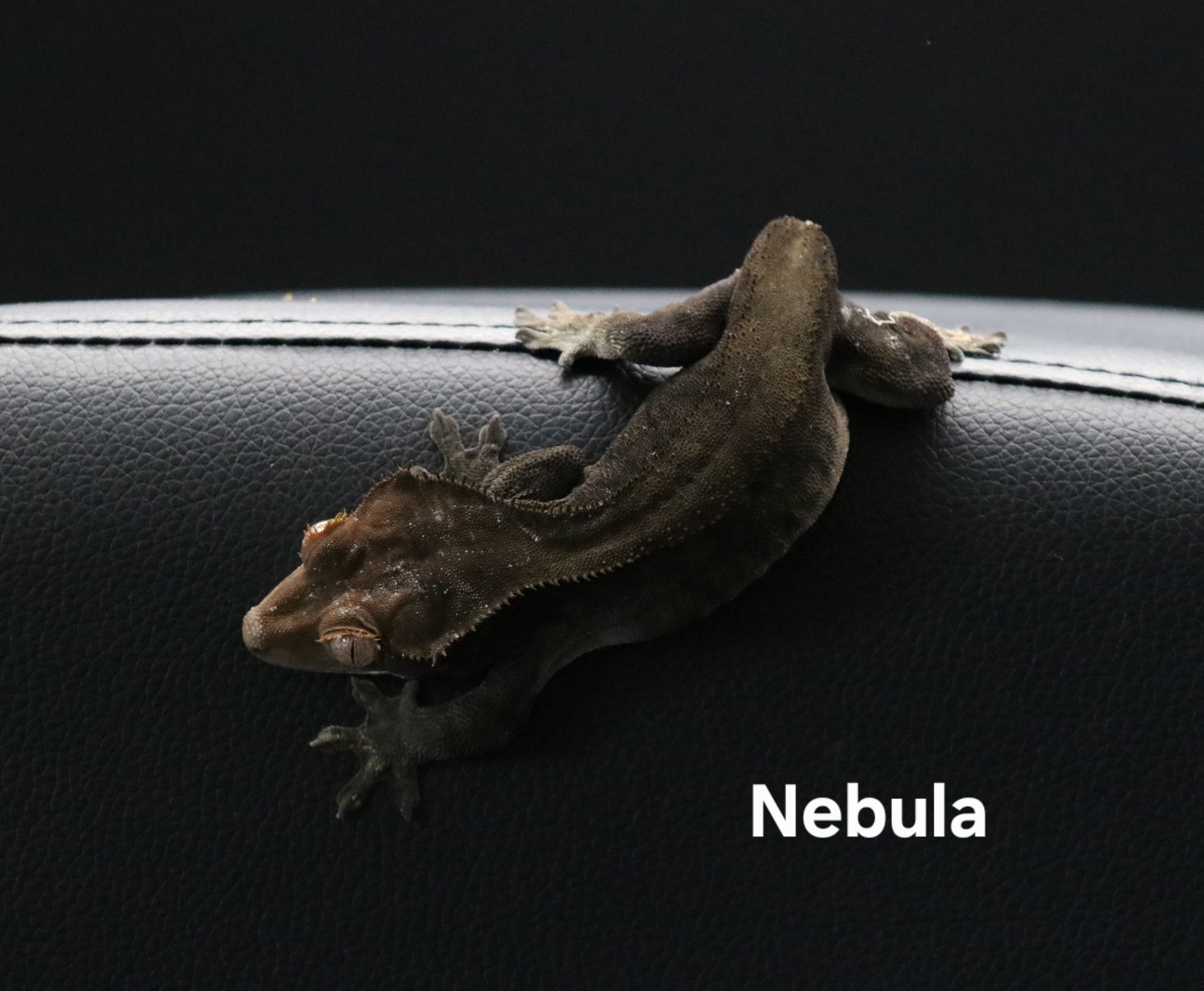 Nebula.jpg
